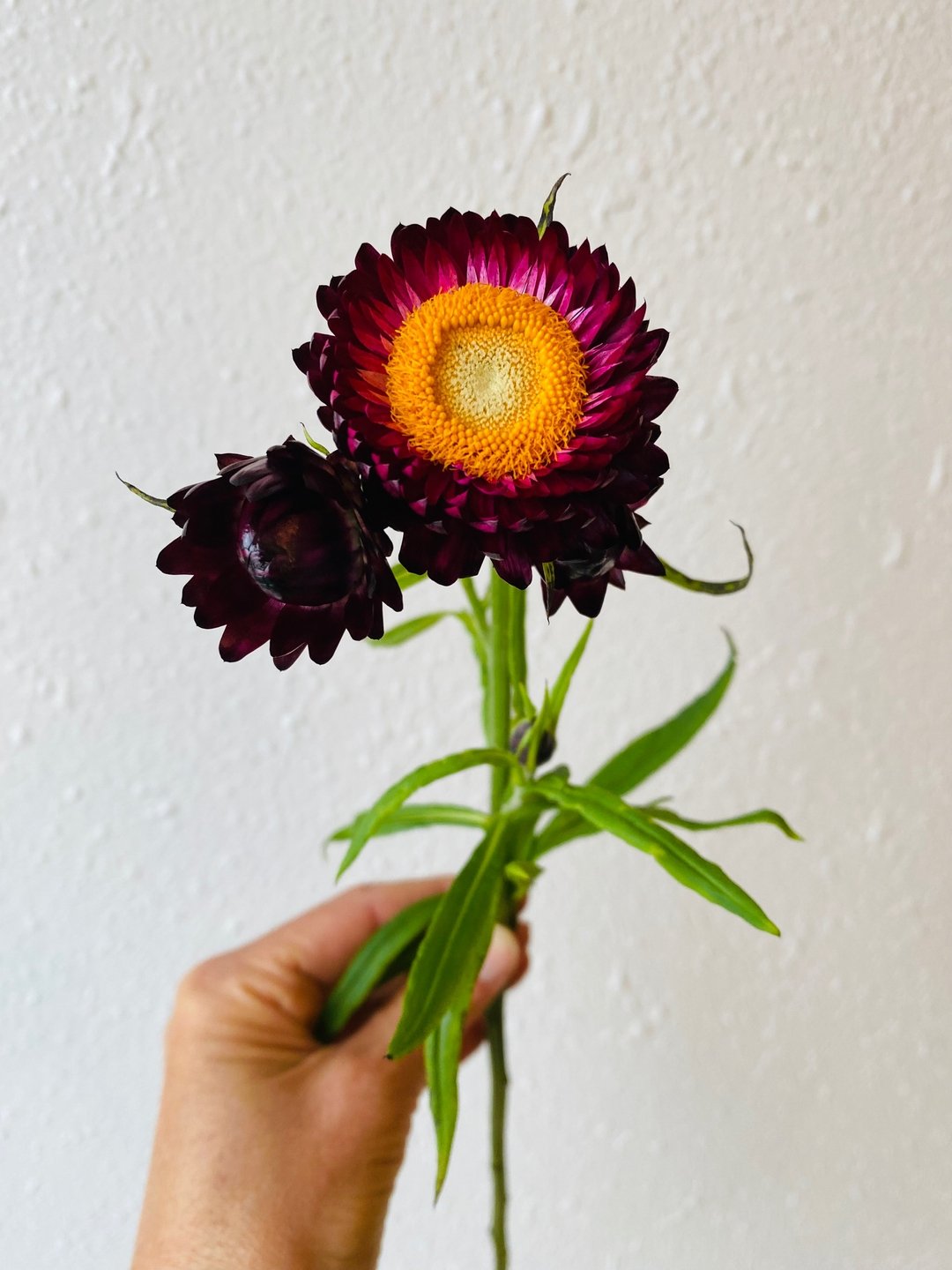 FLOWER SPOTLIGHT:

Strawflower.

The quintessential dried flower.

It also looks amazing fresh.

Easy to grow and it adds unique texture and form to any bouquet or arrangement. 

#slowflowers #alaskangrown #alaskangrownflowers #alaskanweddings #alask