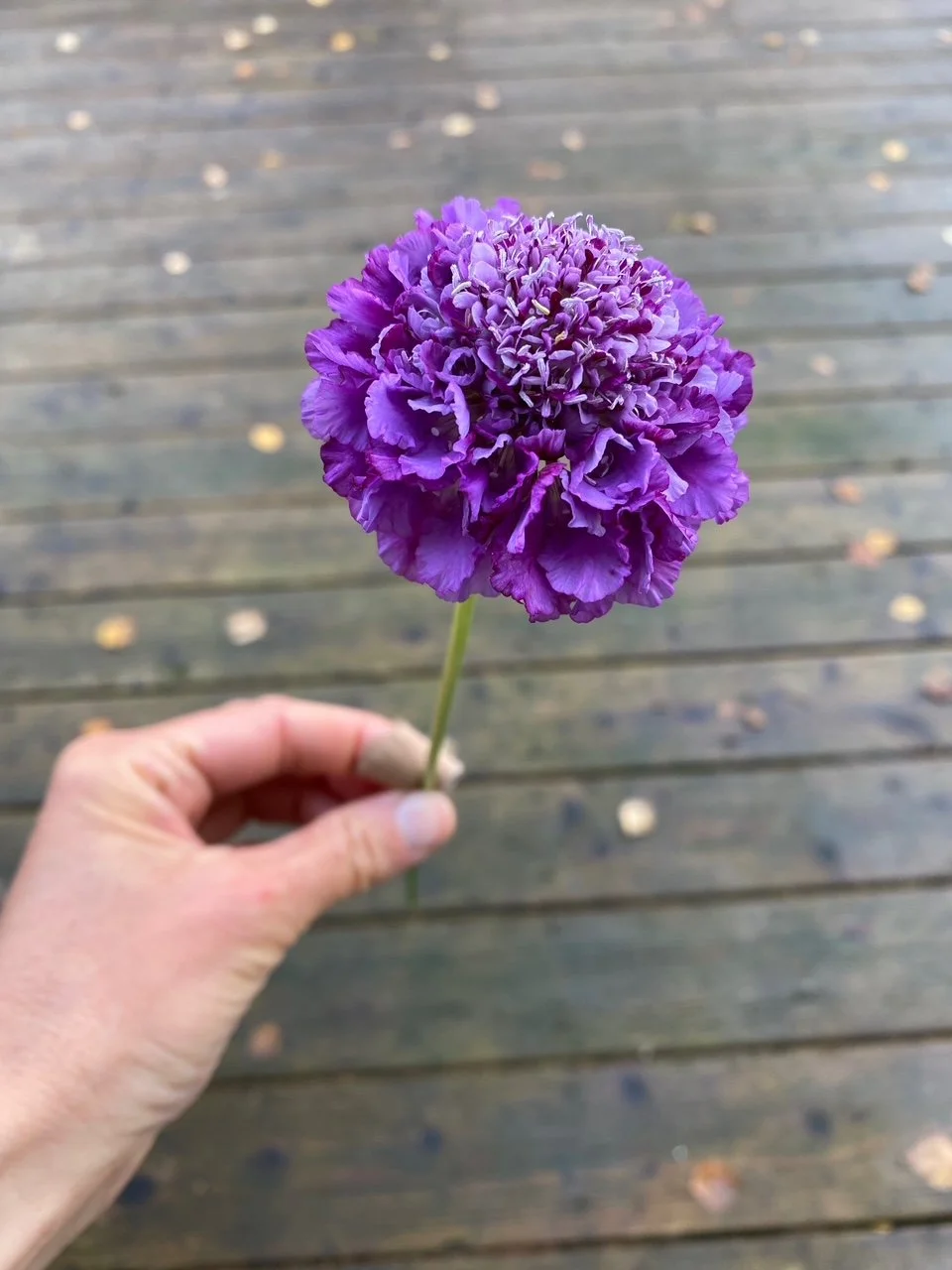 My 5 Favorite Seed Companies