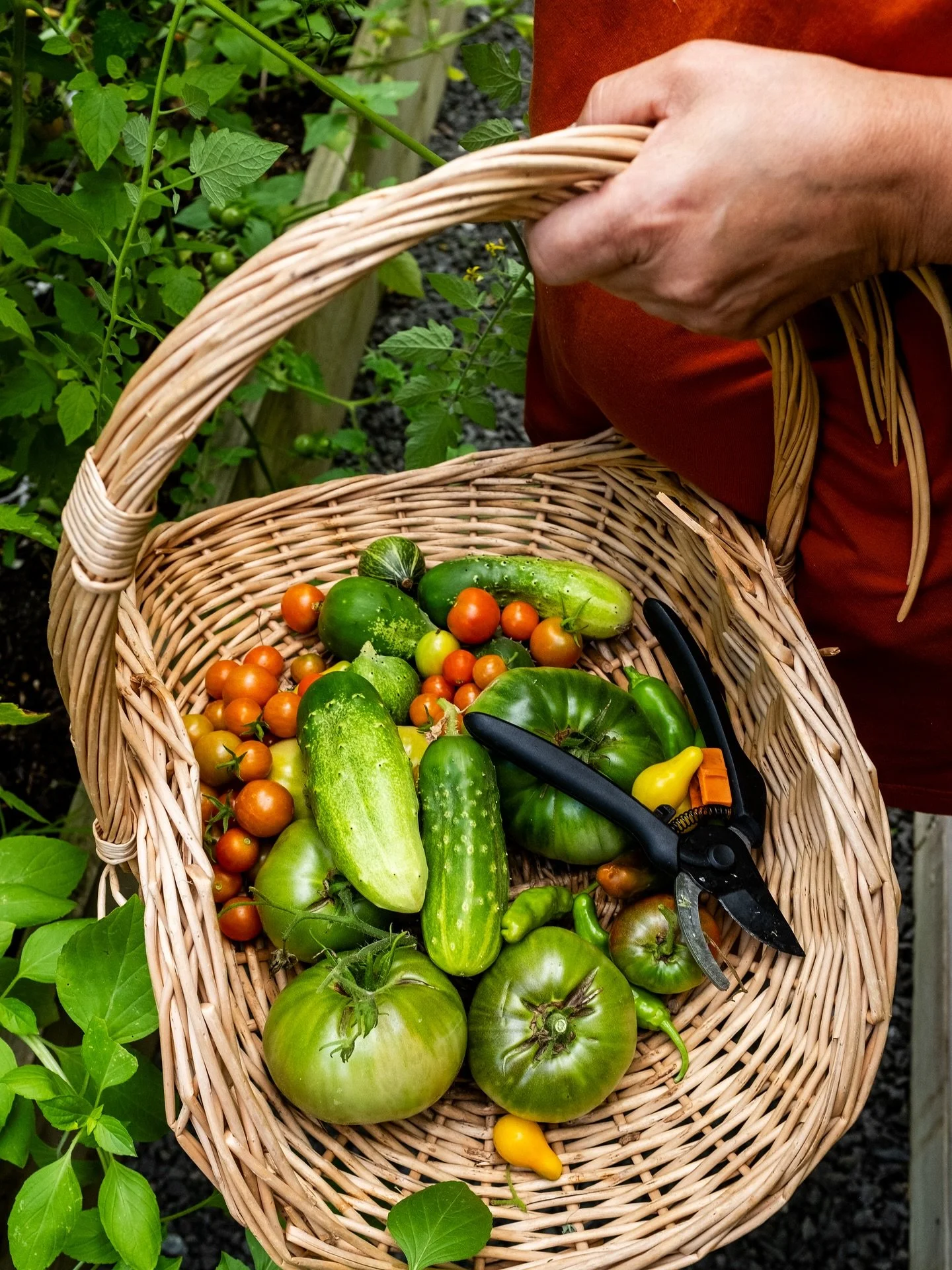 harvesting in my mothers garden 🐝🌱💛