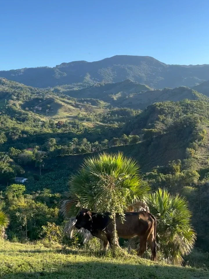 scenes &amp; sounds from my favorite place in the world 🦎☀️🌴🕊️