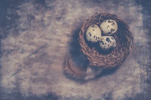 Quail eggs in a nest. 