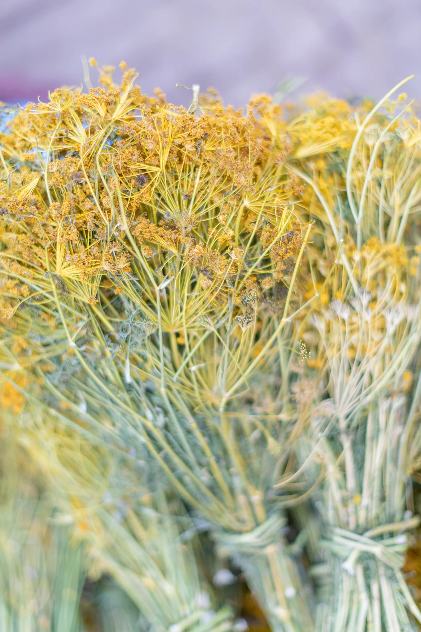 Carey_June 27, 2018_DSC_1396-2.JPG