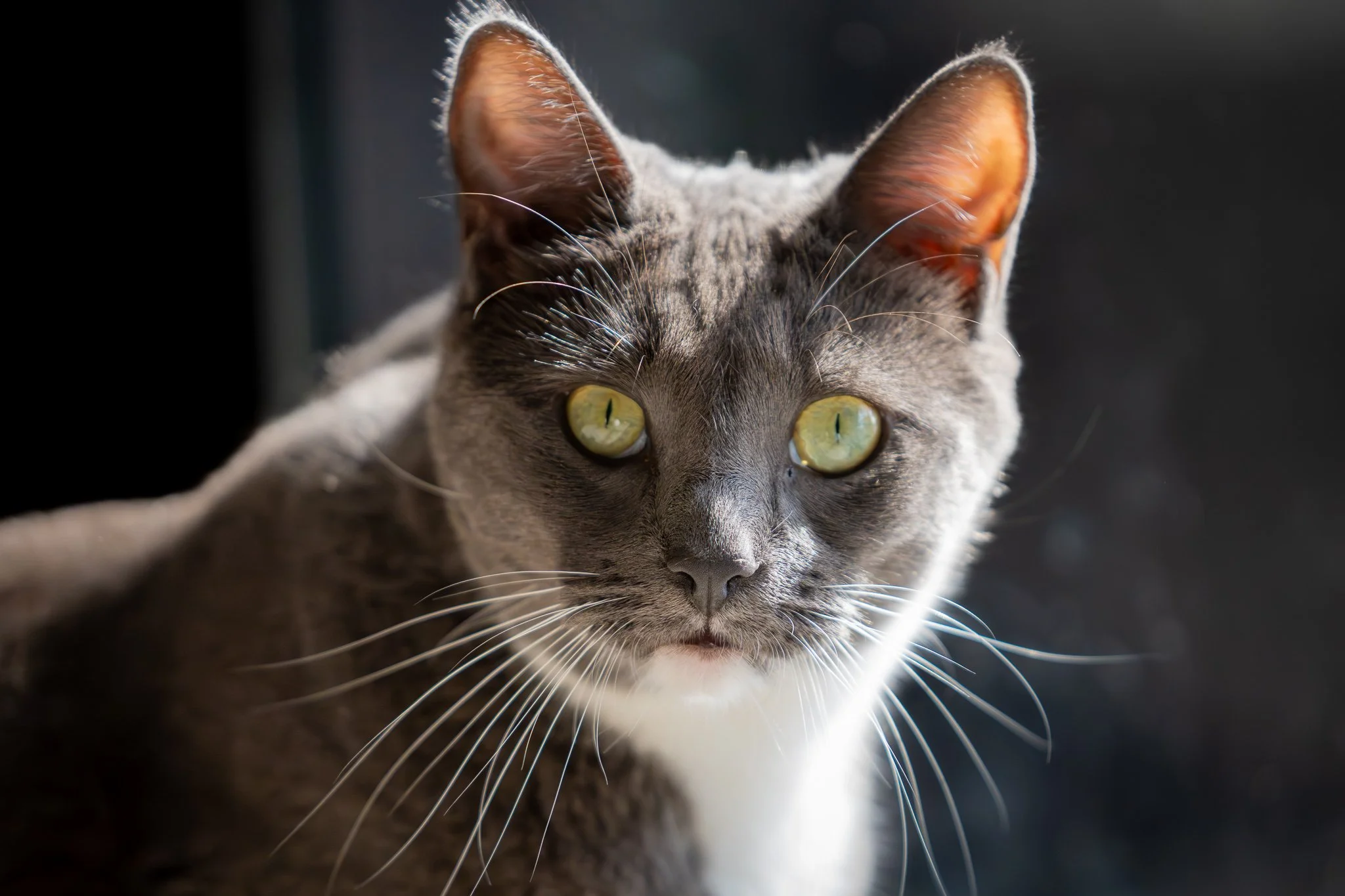 Pets-1.jpg