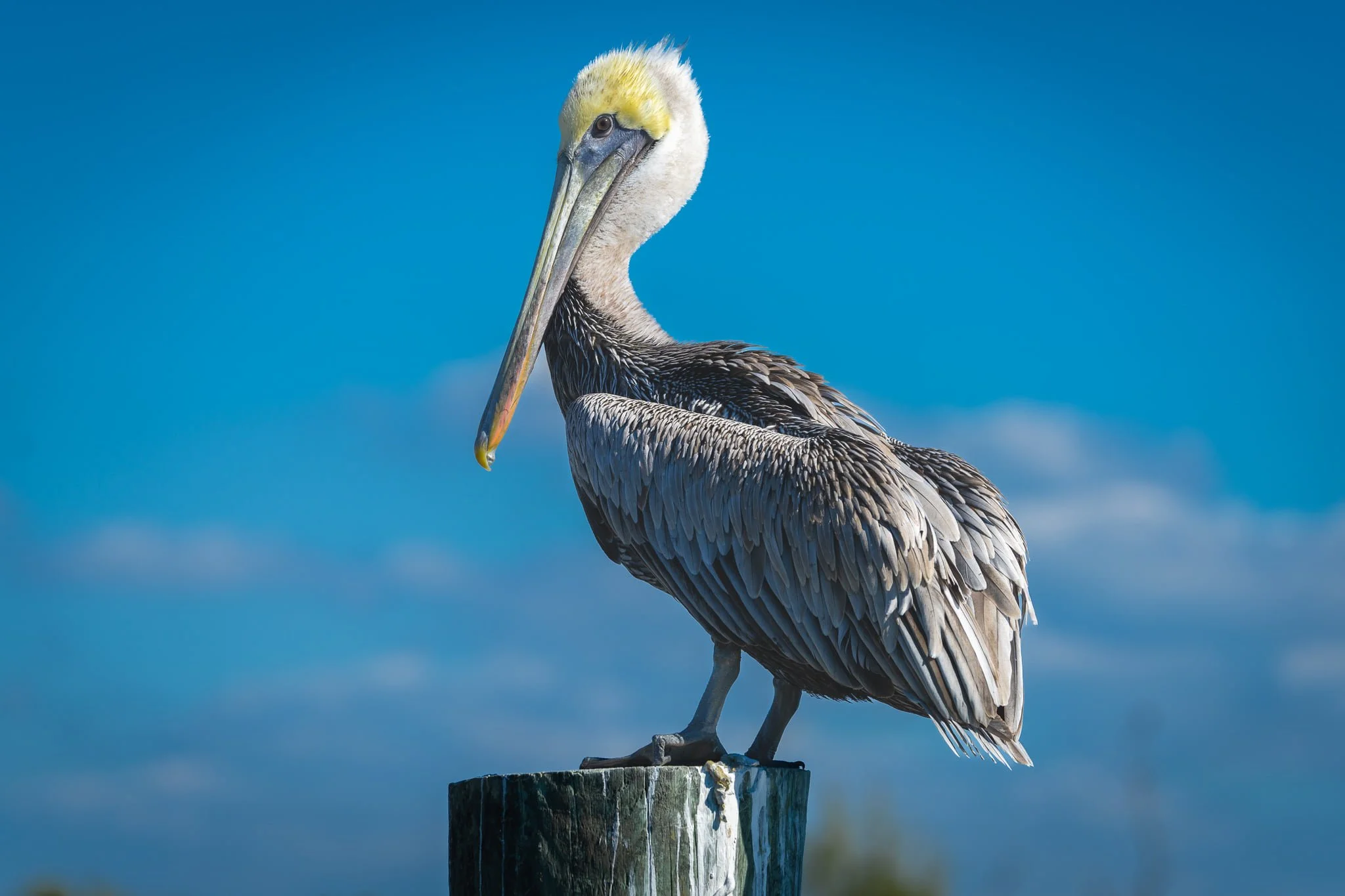 pelican.jpg