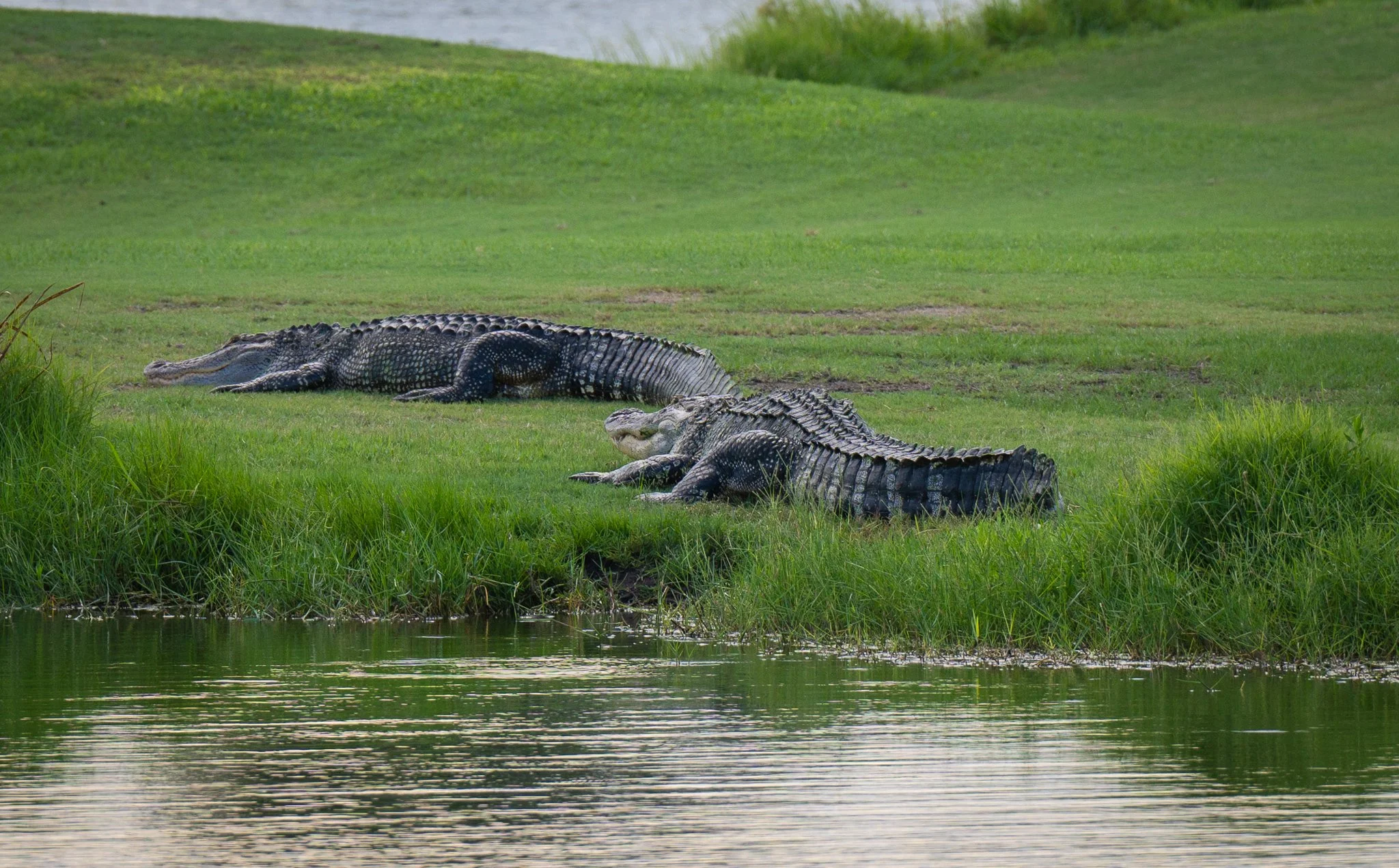 Gators Aug1, 2024-4.jpg