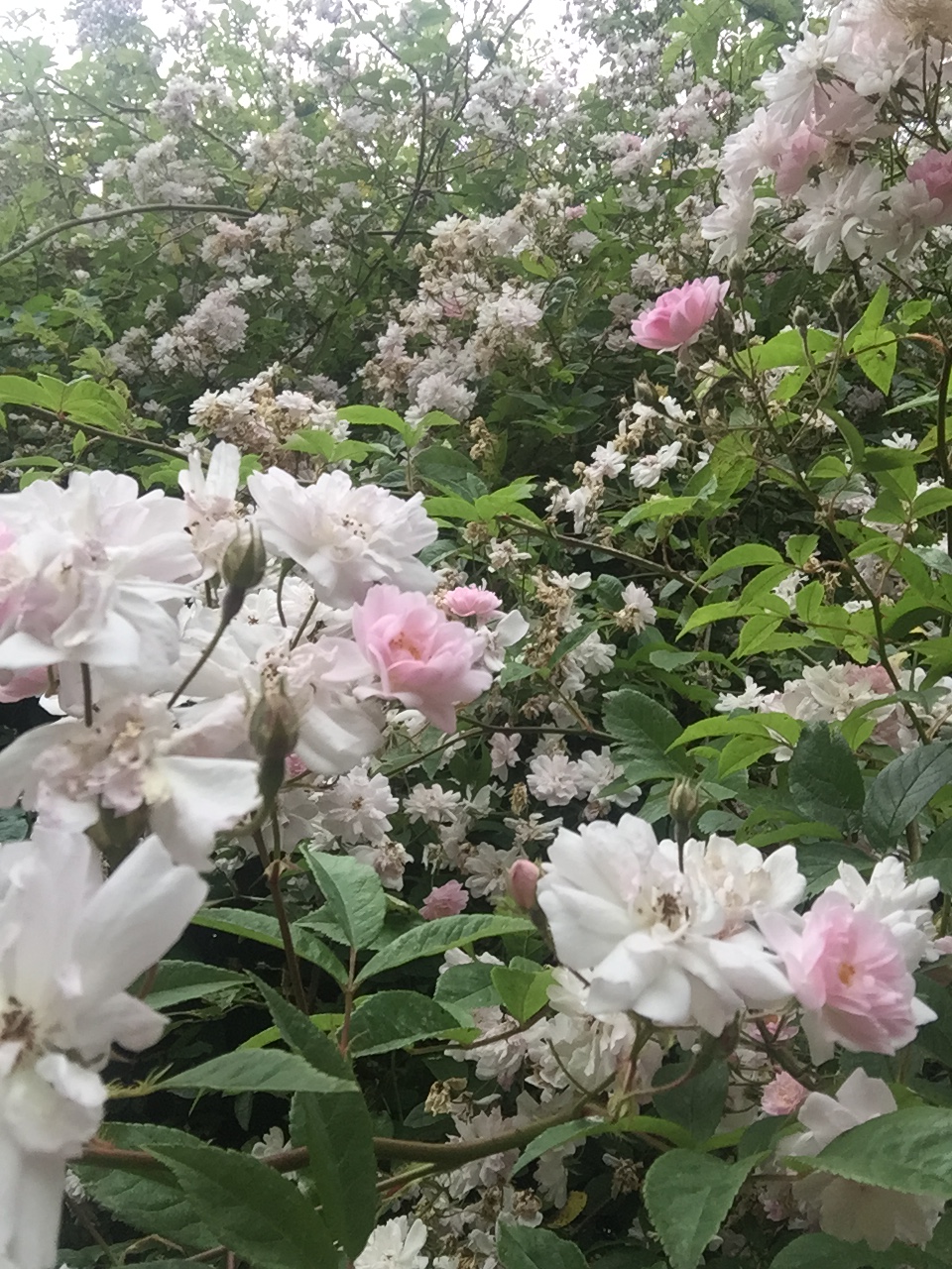 Pauls Himalayan Musk.jpg