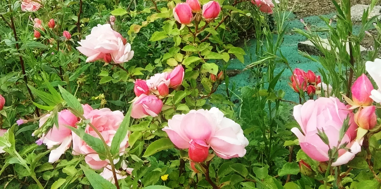 Copper buds open to salmon-pink and fade to lighter pink