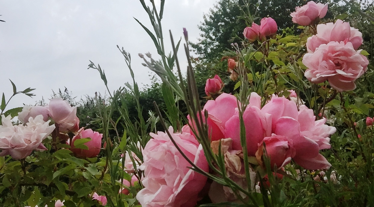 Albertine flowers once in the summer