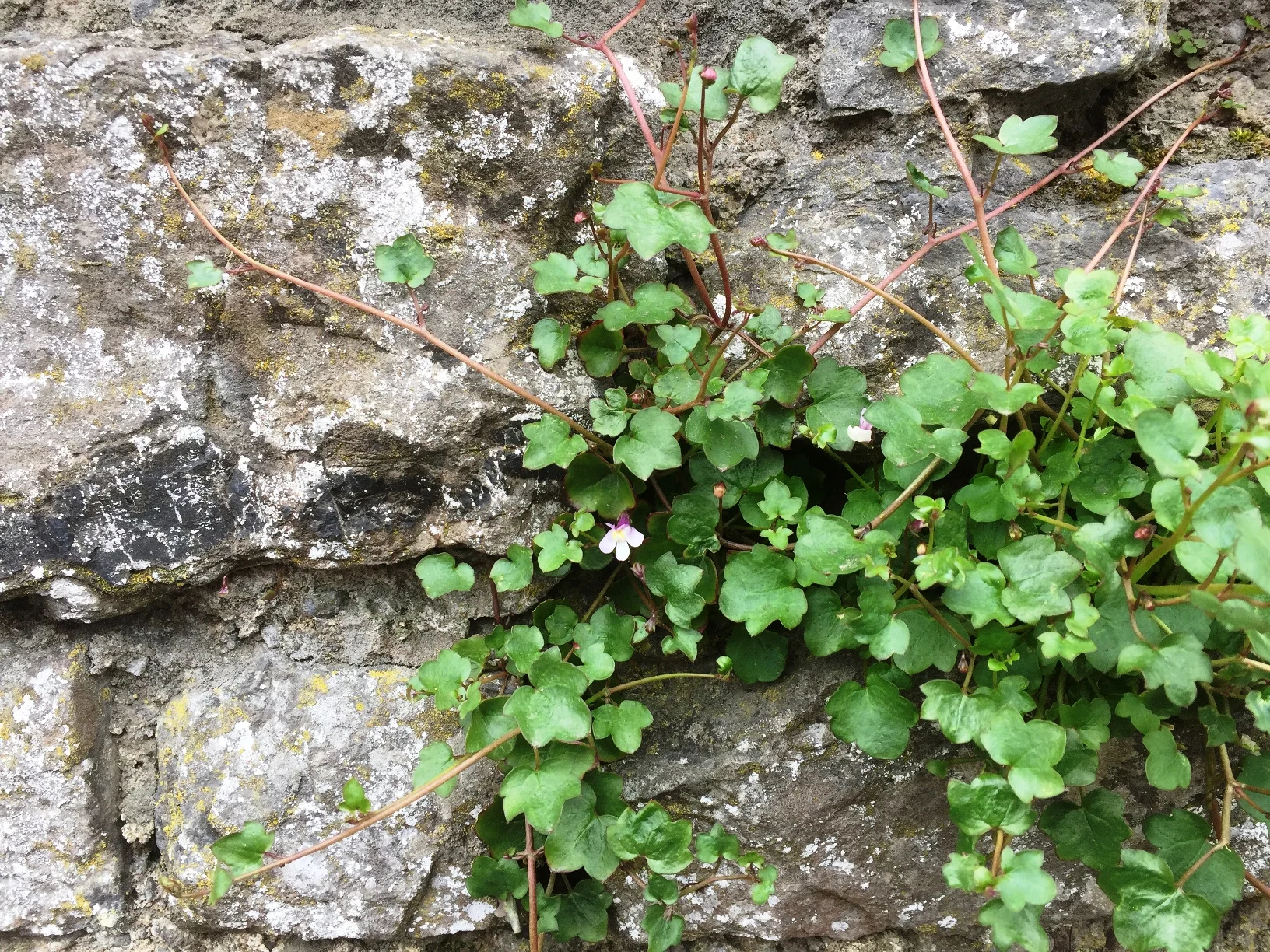 You don't have to have a walled garden to design garden rooms - use hedging instead
