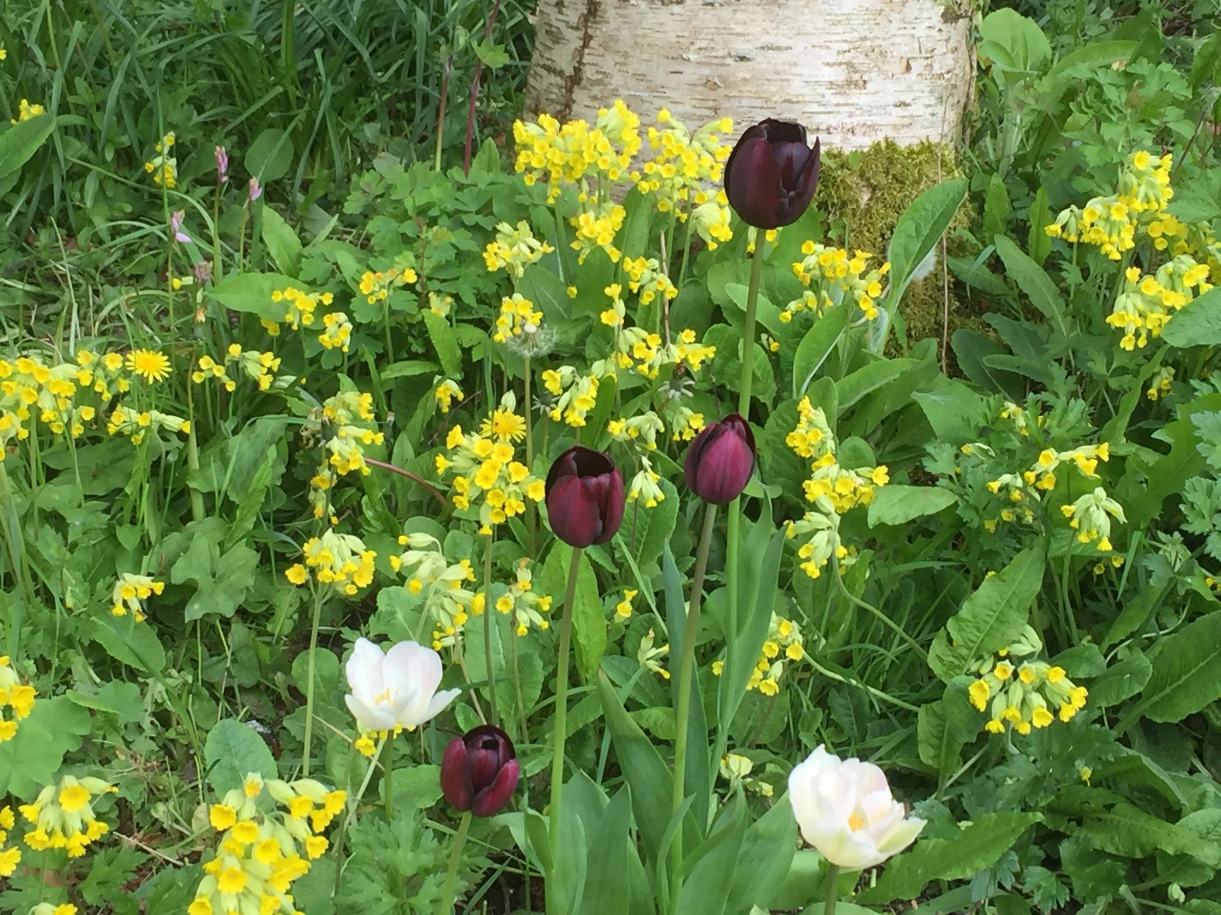 Our garden cowslips have invited their family and friends to stay