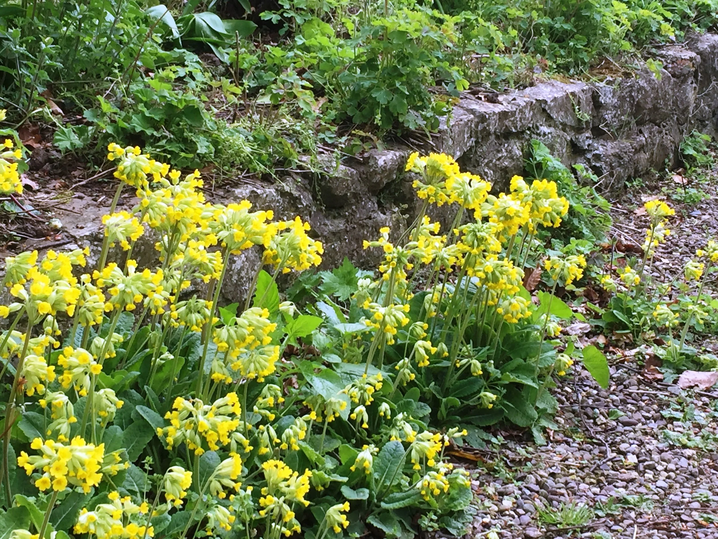 Cowslips are enthusiastic self-seeders in gravel - or anywhere else where they feel at home