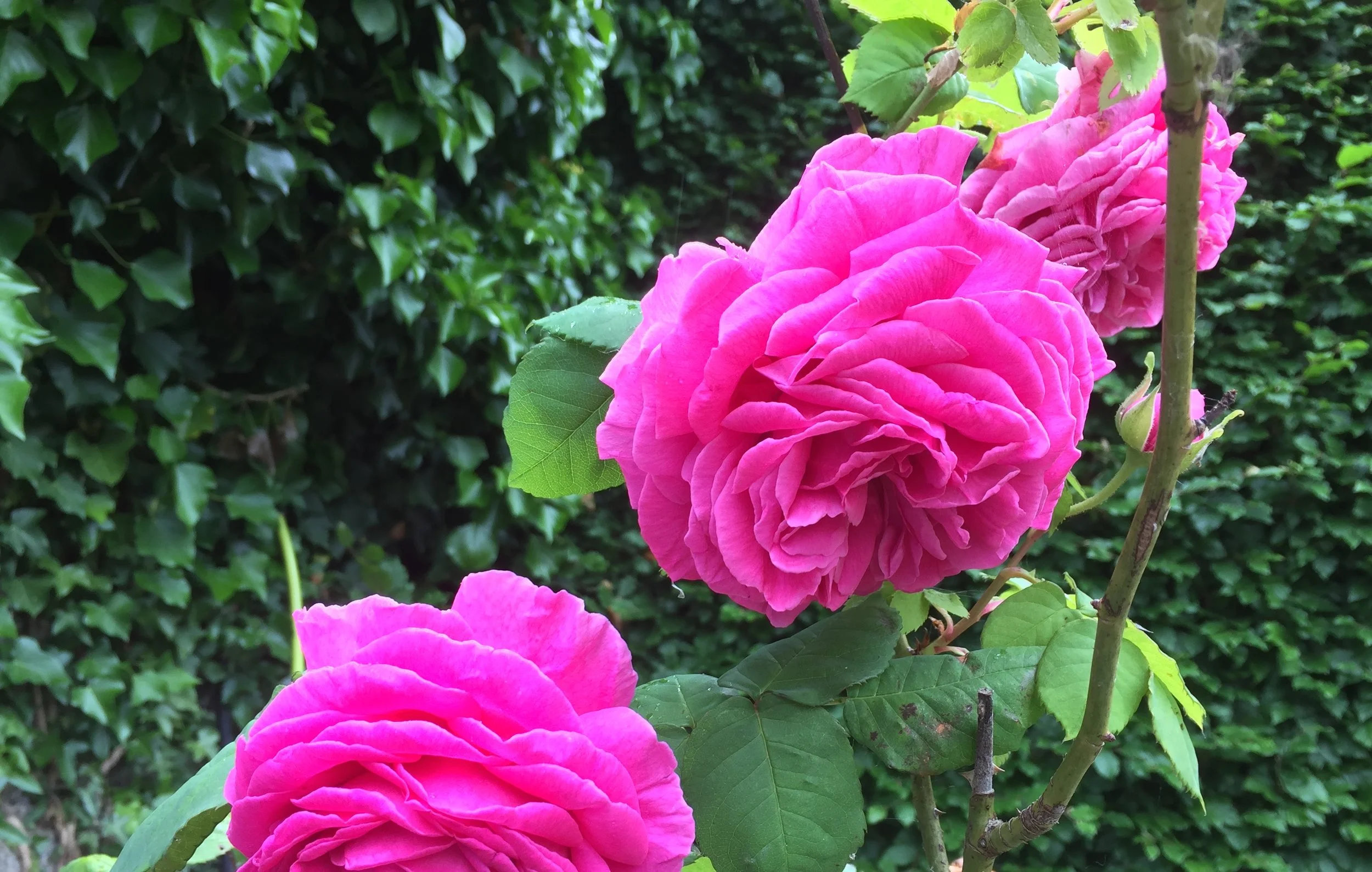 Madame Isaac Pereire is a Bourbon rose and was named after a French banker's wife in the late 19th century. I keep this one in a large container by a garden bench where I can sit and appreciate its huge, deep pink blooms and divine scent.