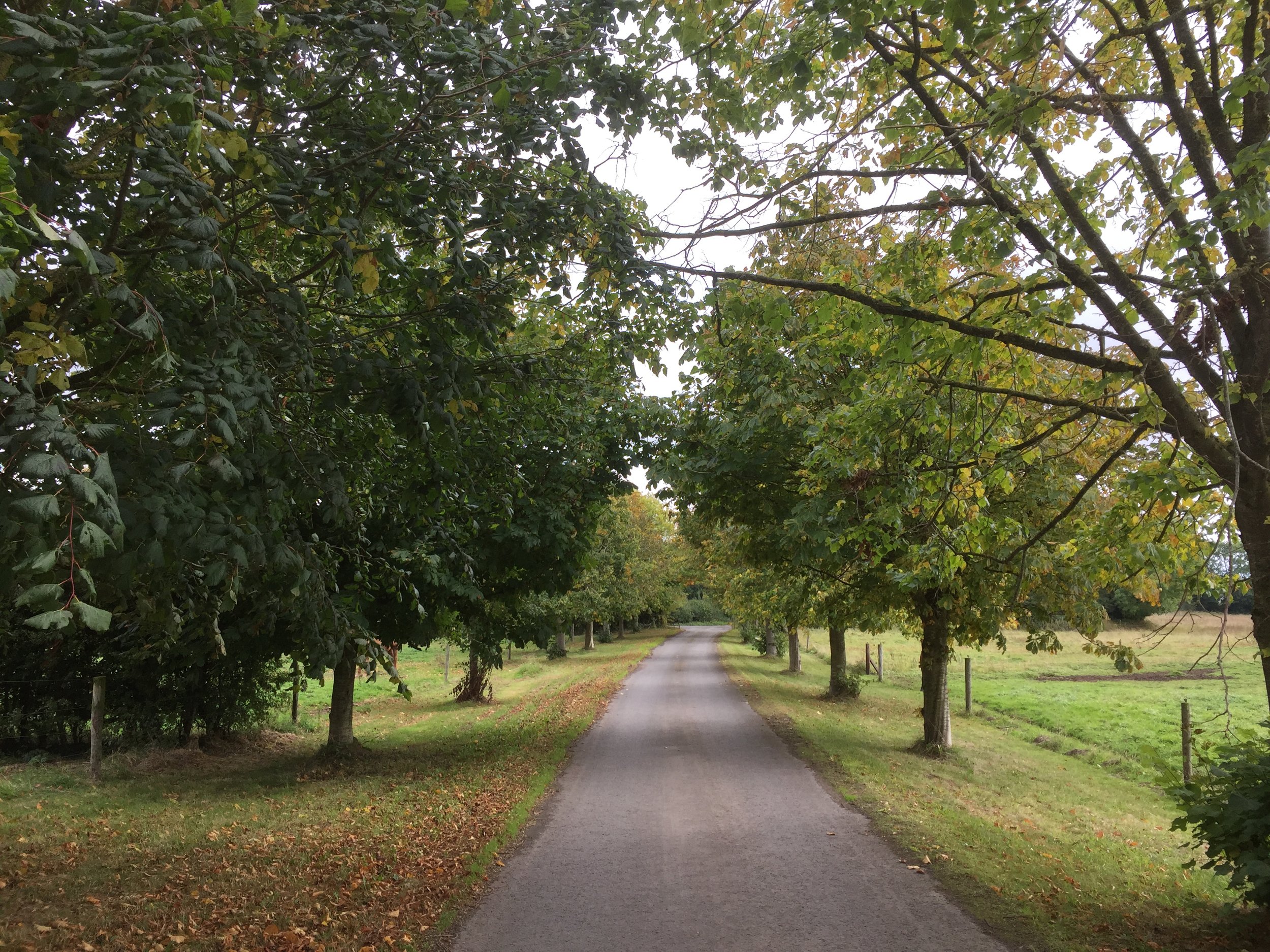 September late - 2018 - Chestnut and lime trees.jpg