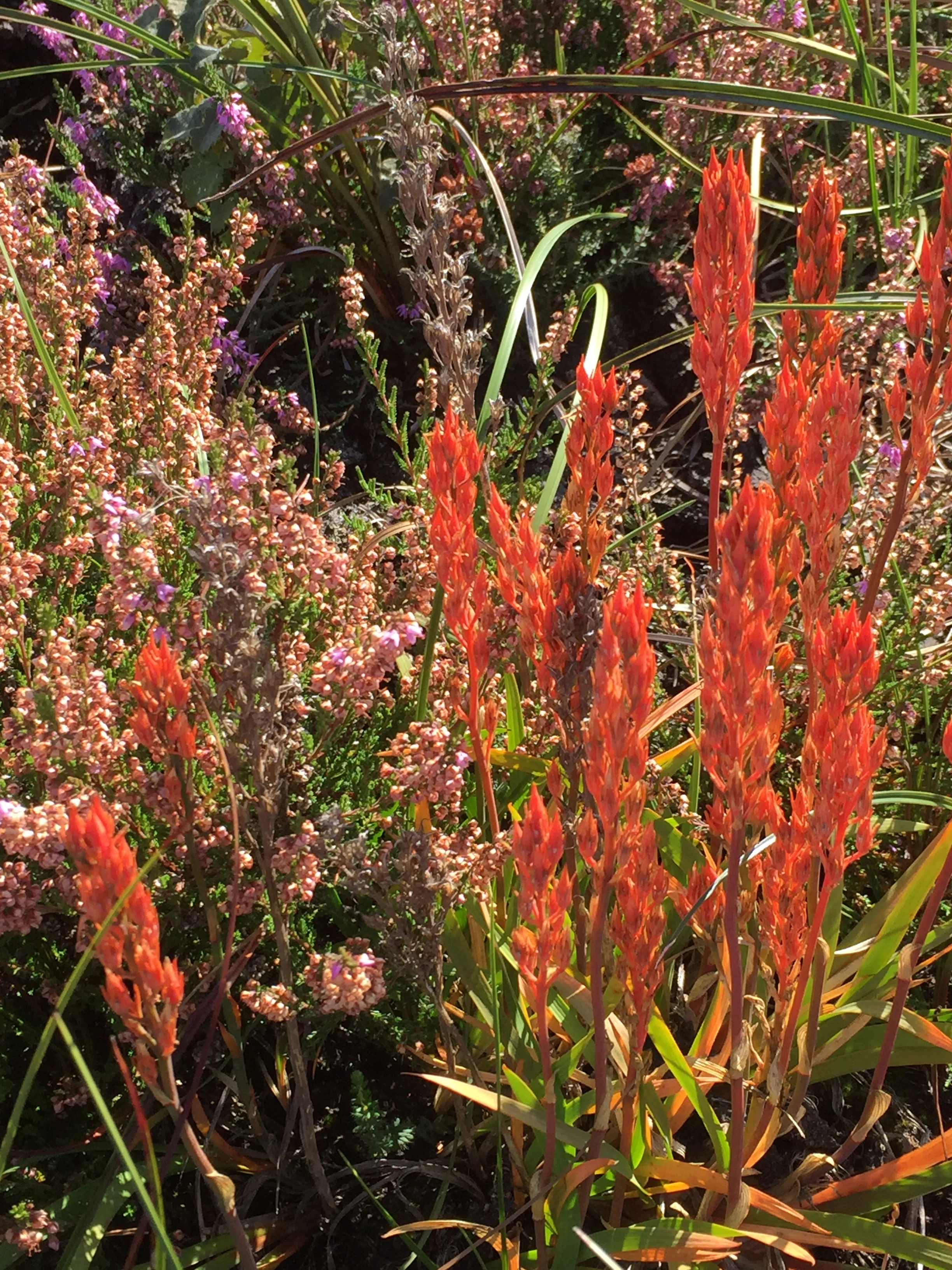 Yellow Bog Asphodel with striking autumn colour in early September