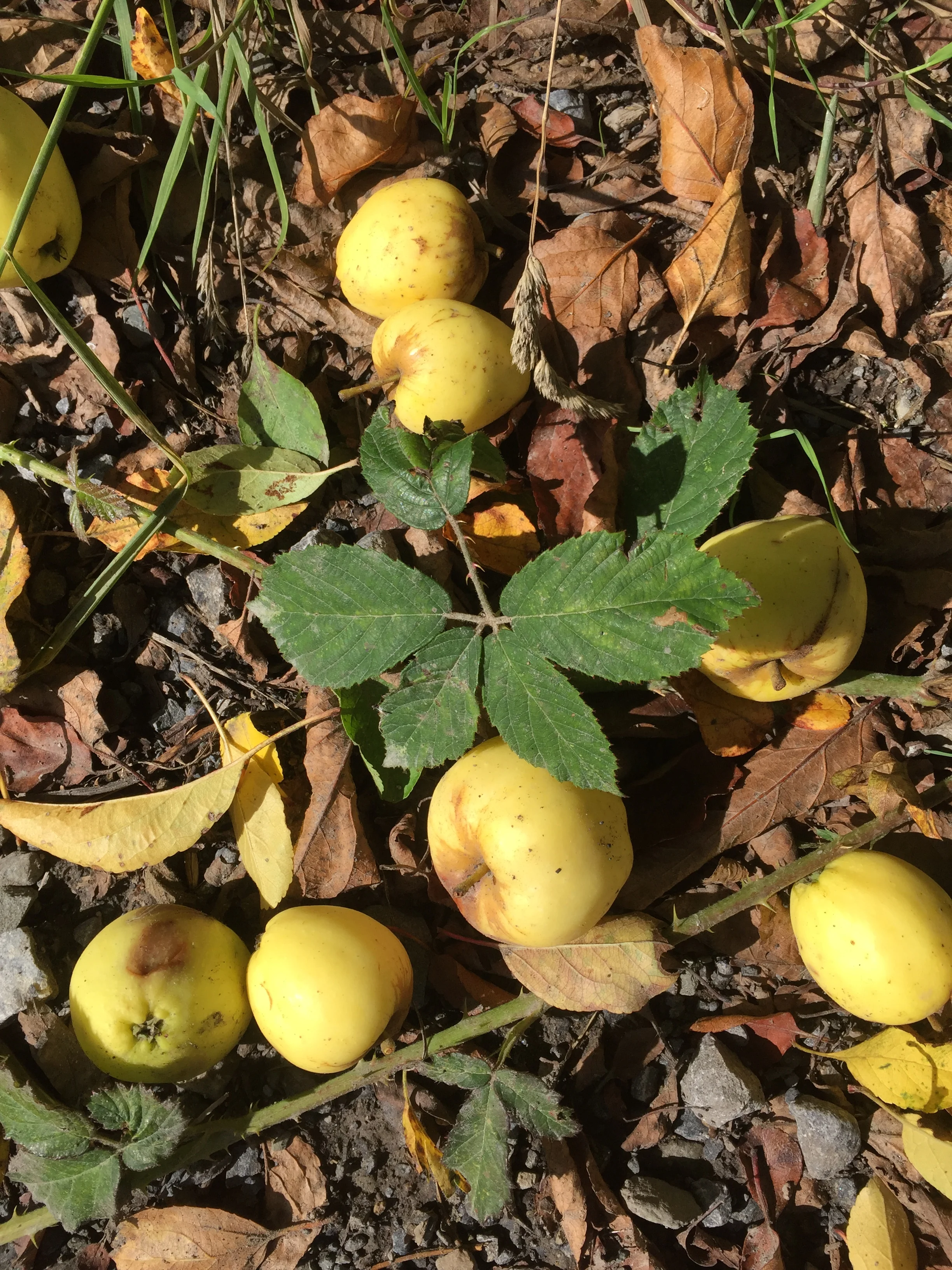 Crab apple windfalls on a lane in early September. Time to make crab apple jelly. I have never achieved this but I remember my mother straining the jelly through a muslin bag.