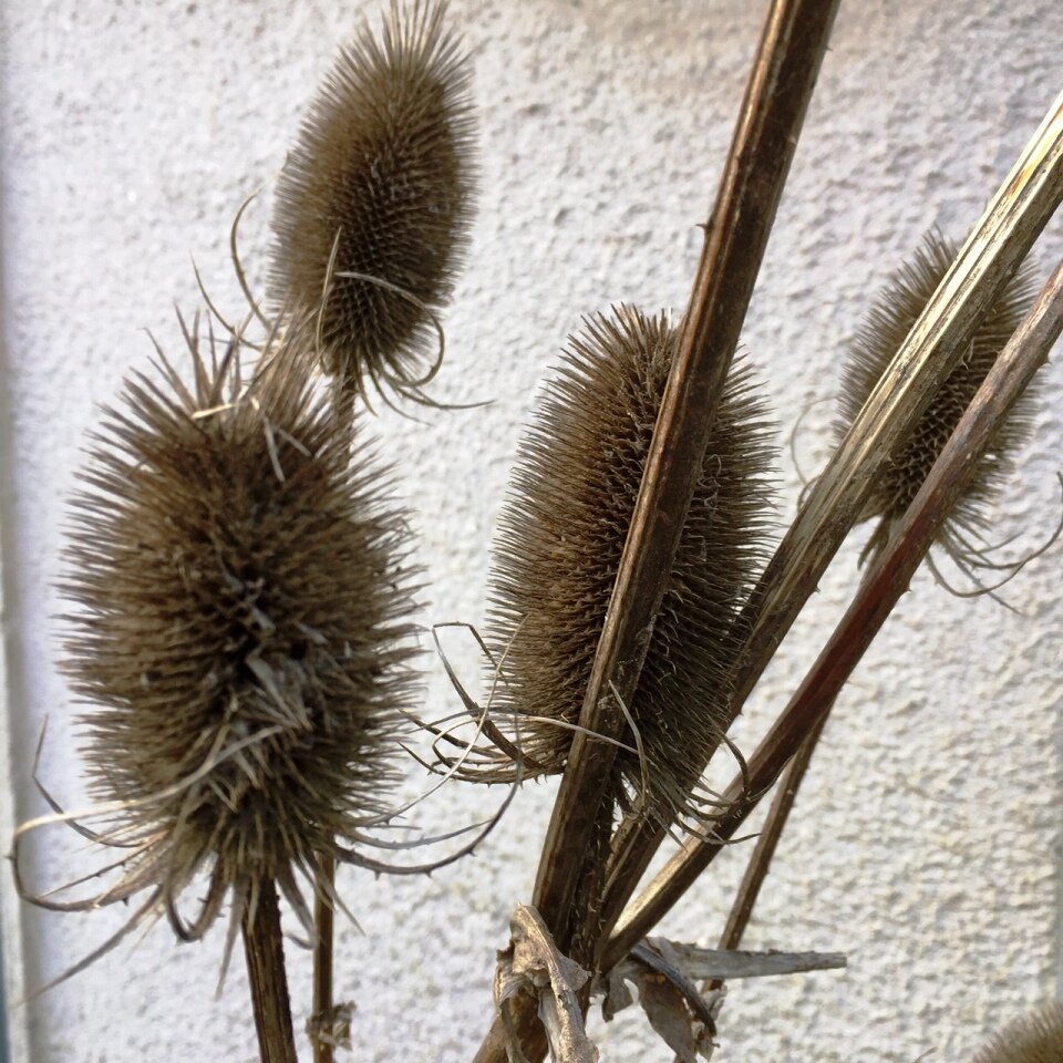 January - Teasle heads.jpg