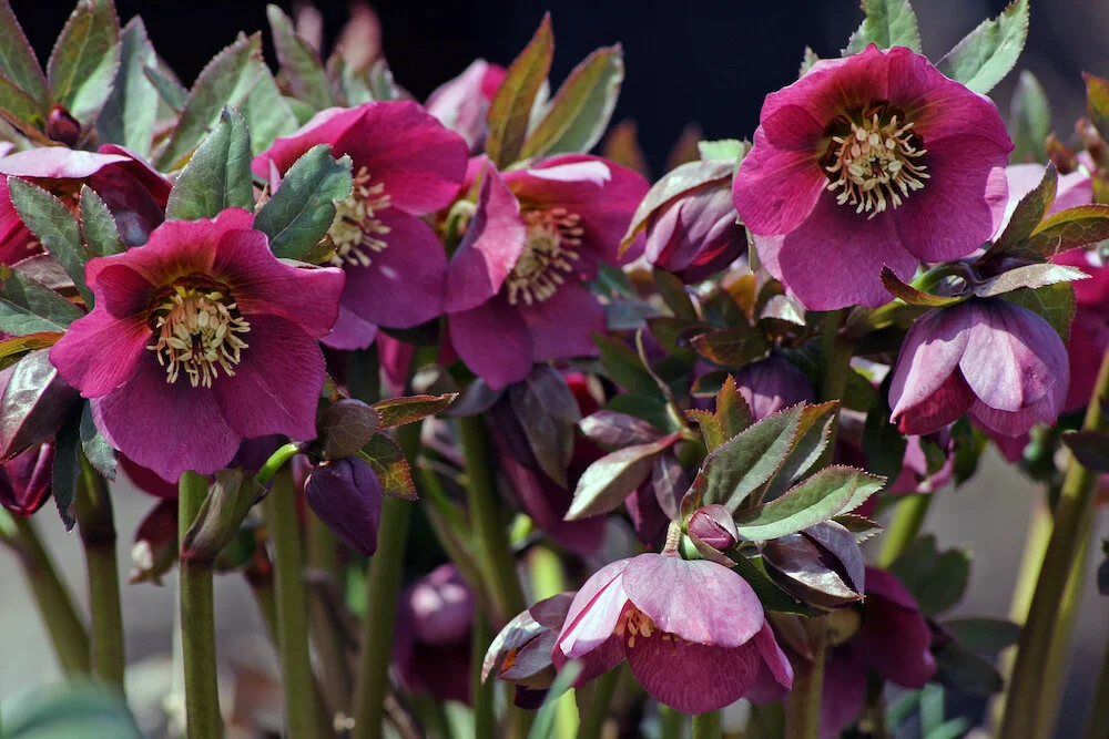 Helleborus niger, the Christmas Rose, comes in a variety of shades from deep wine to blush pink to creamy or pure white. The plants form clumps with elegant flowers that can be cut and floated in a shallow bowl of water with candles for a special di…