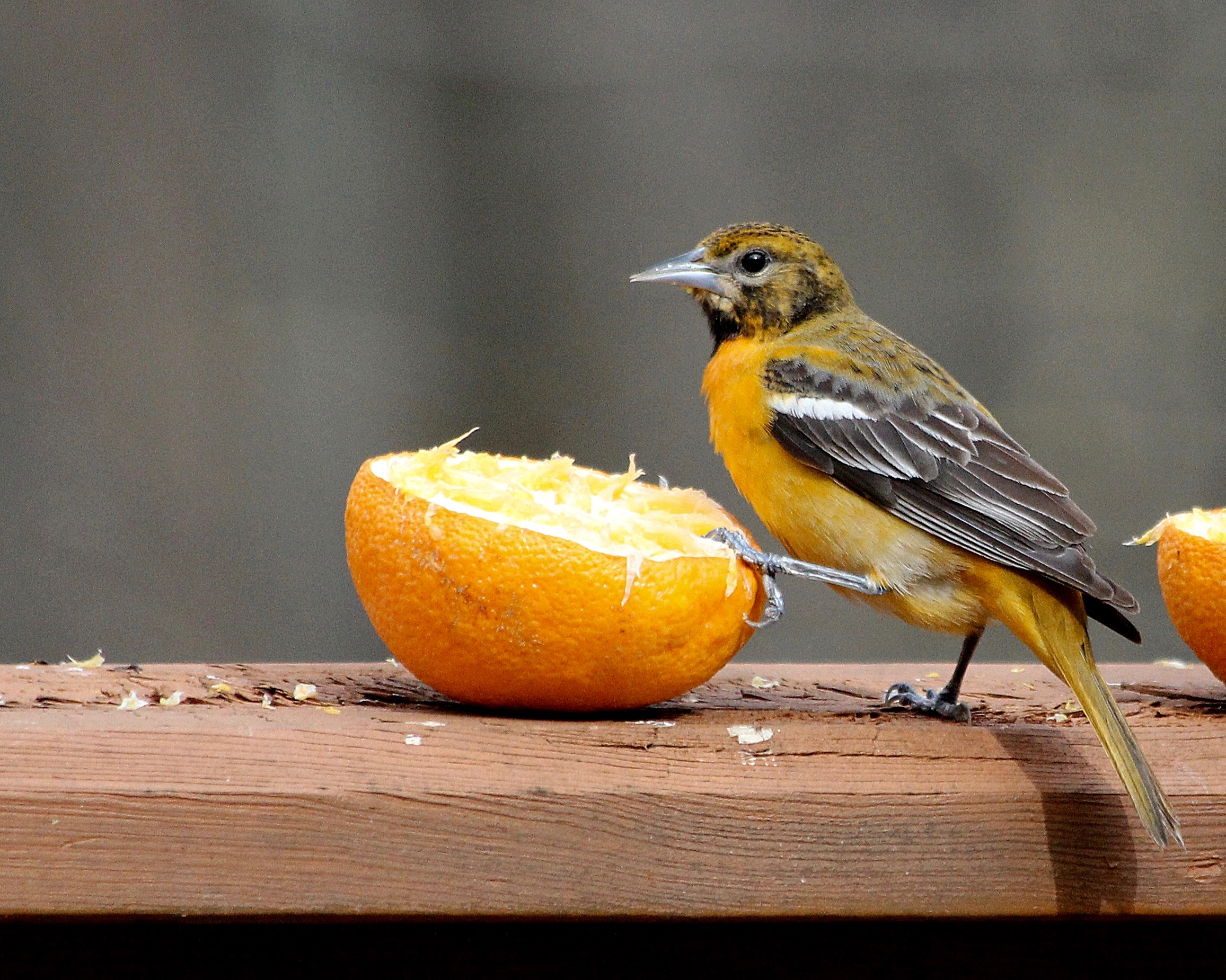 Bird Baltimore Oriole – Version 5.jpg