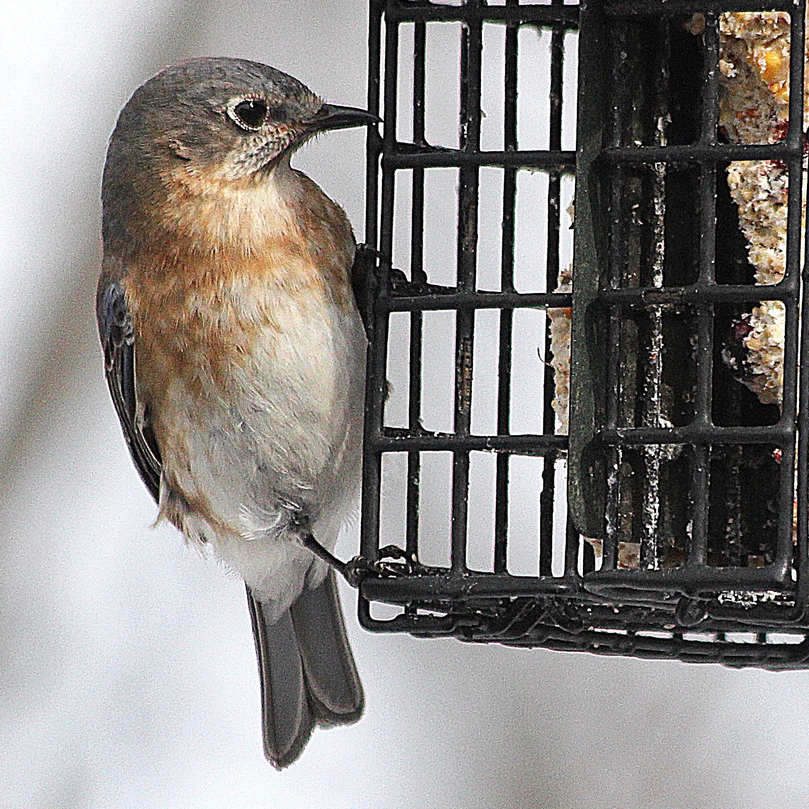 Bird Bluebird – Version 2.jpg