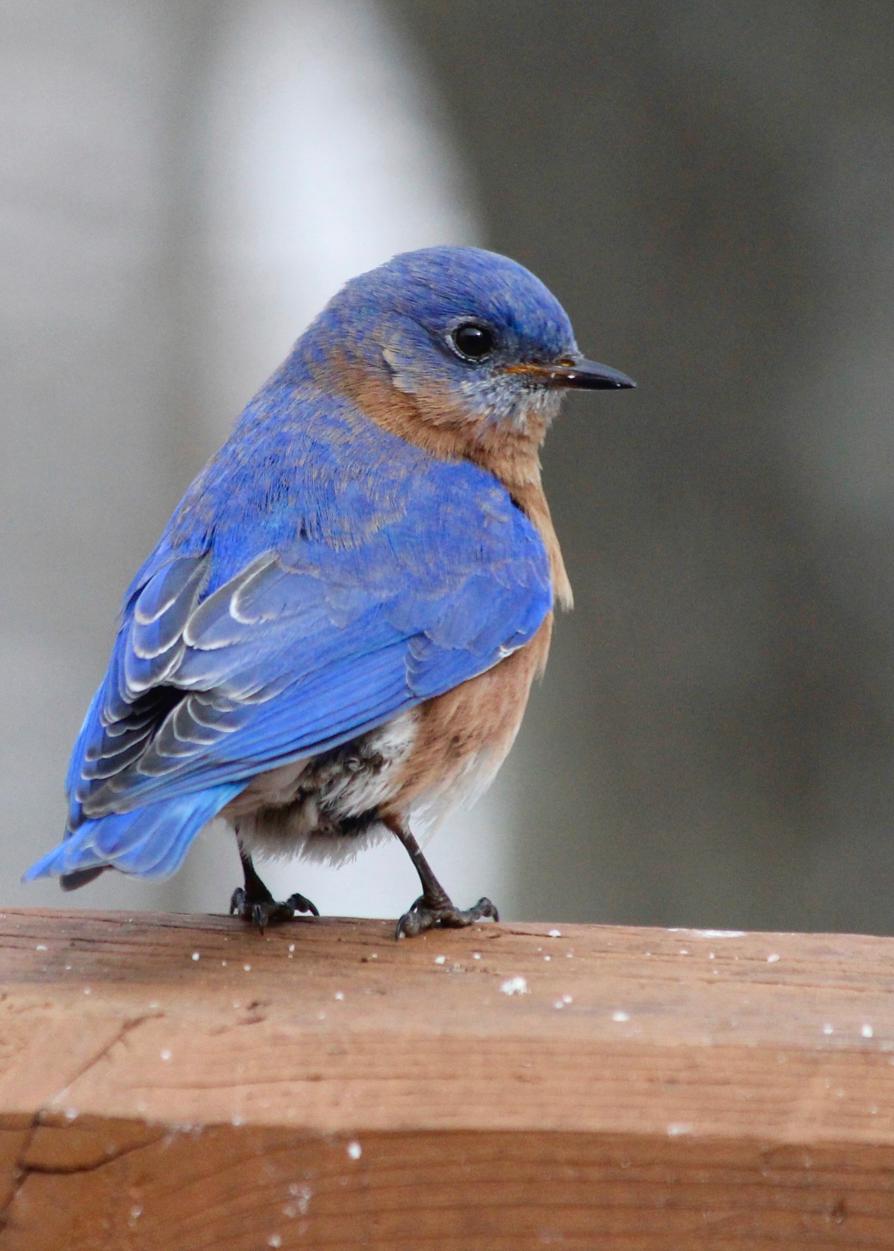 Bird Bluebird by Deb Drew Brown – Version 3.jpg