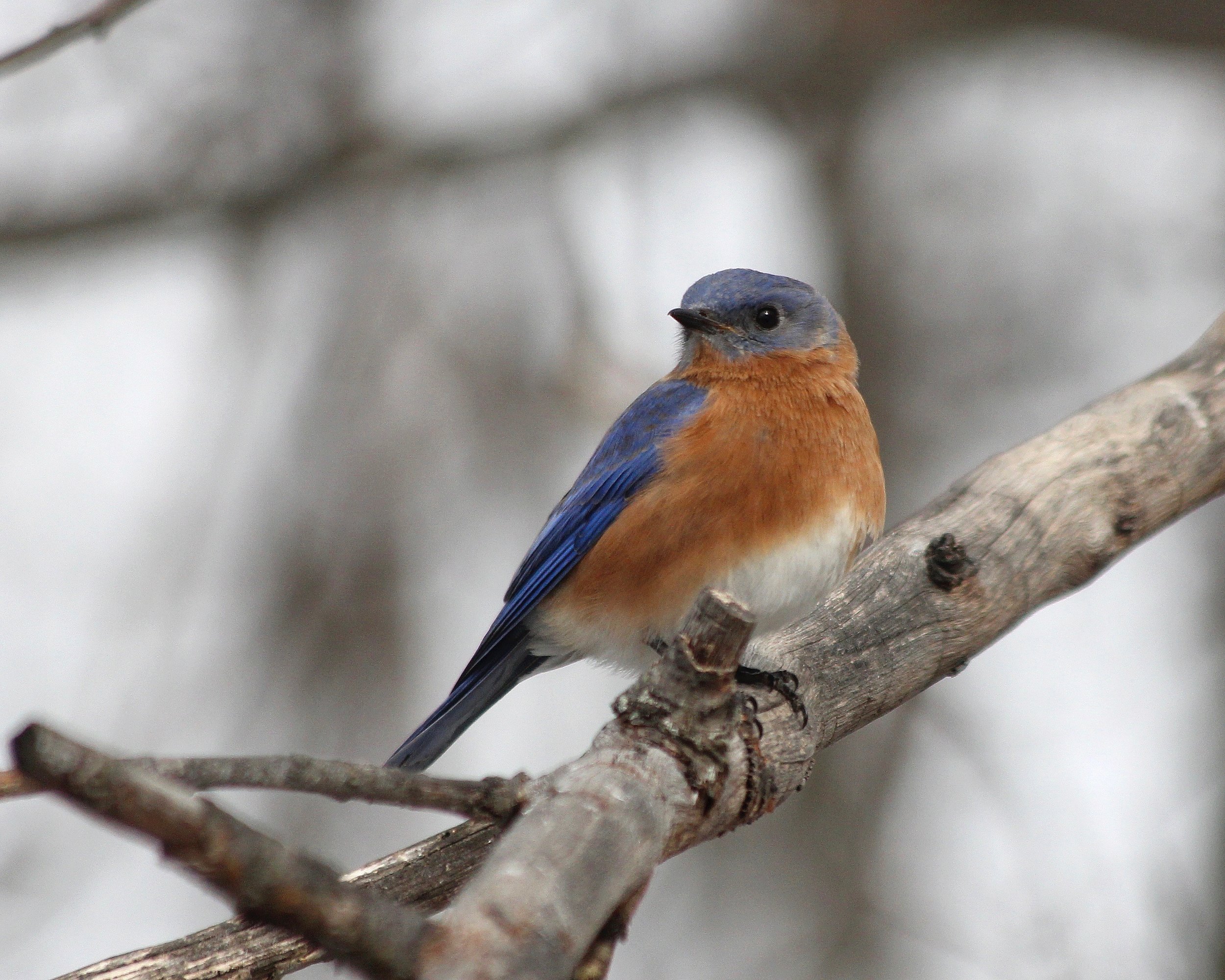 Bluebird-male