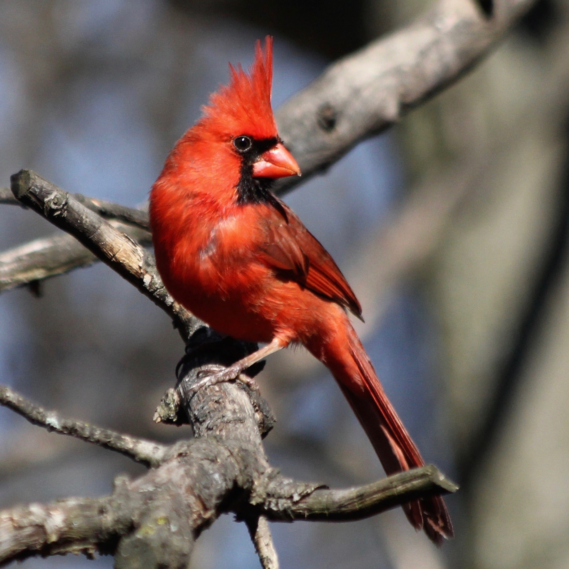 Bird Cardinal – Version 2.jpg