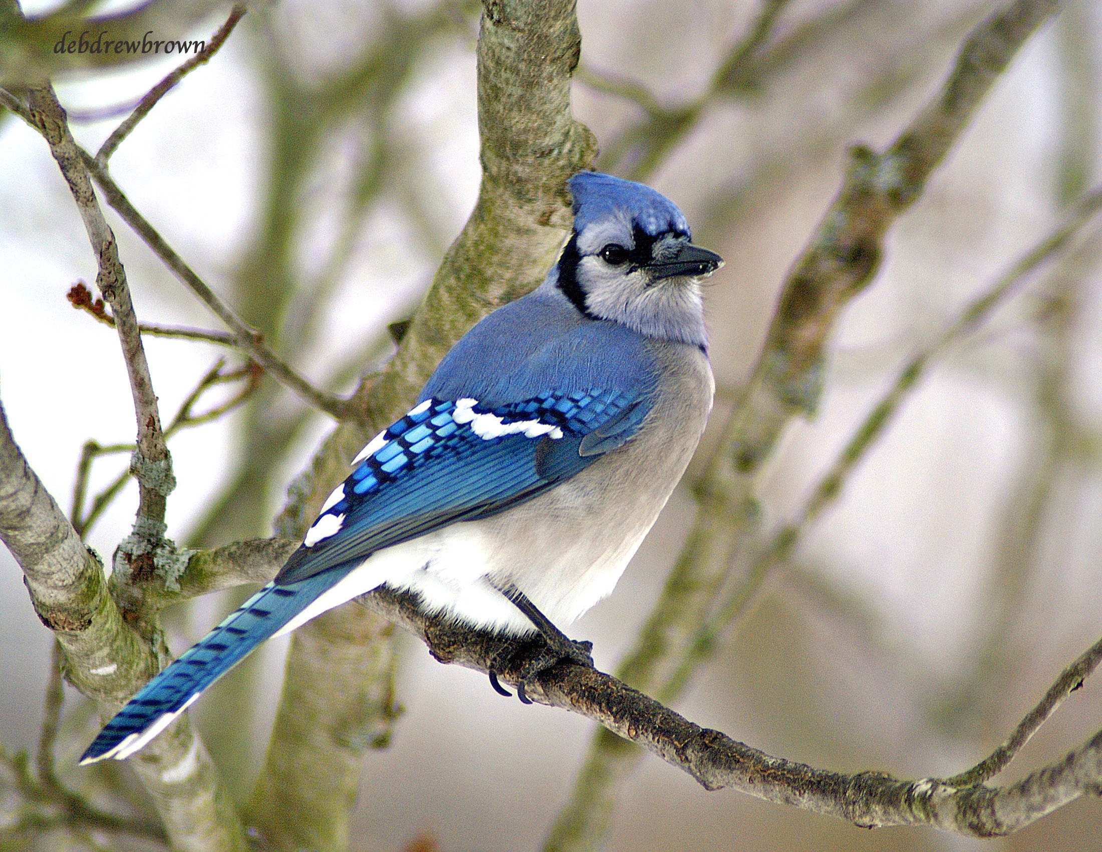 Bird BlueJay Male DSC08251.jpg