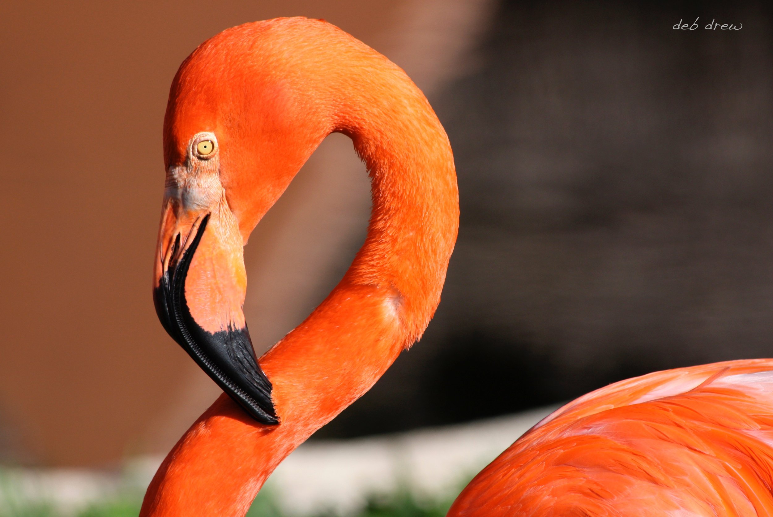 Bird Flamingo.jpg