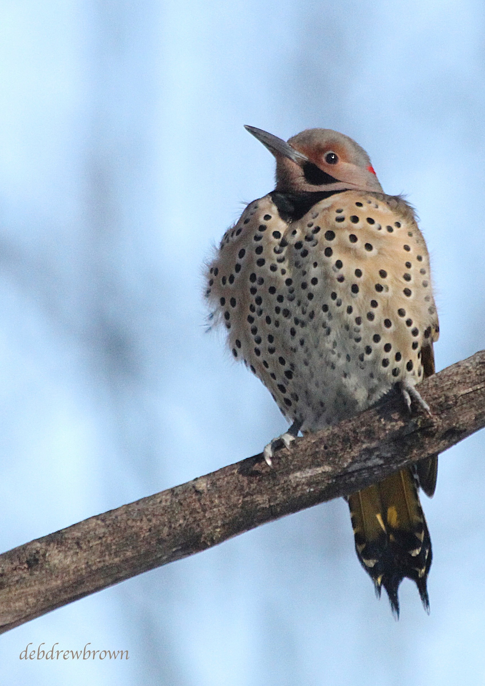 Bird Flicker Woodpecker IMG_1126.jpg