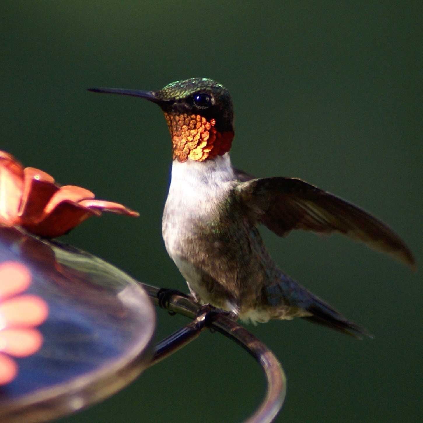 Bird Hummingbird – Version 2.jpg