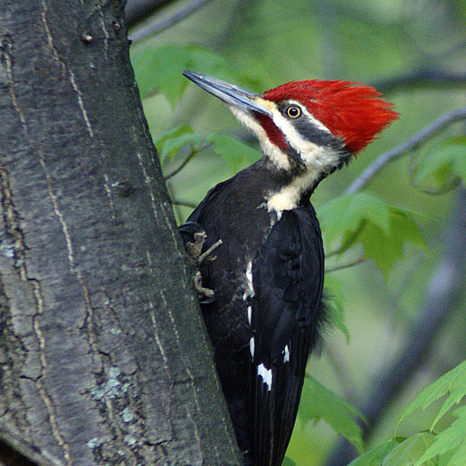 Bird Pileated Woodpecker – Version 2.jpg