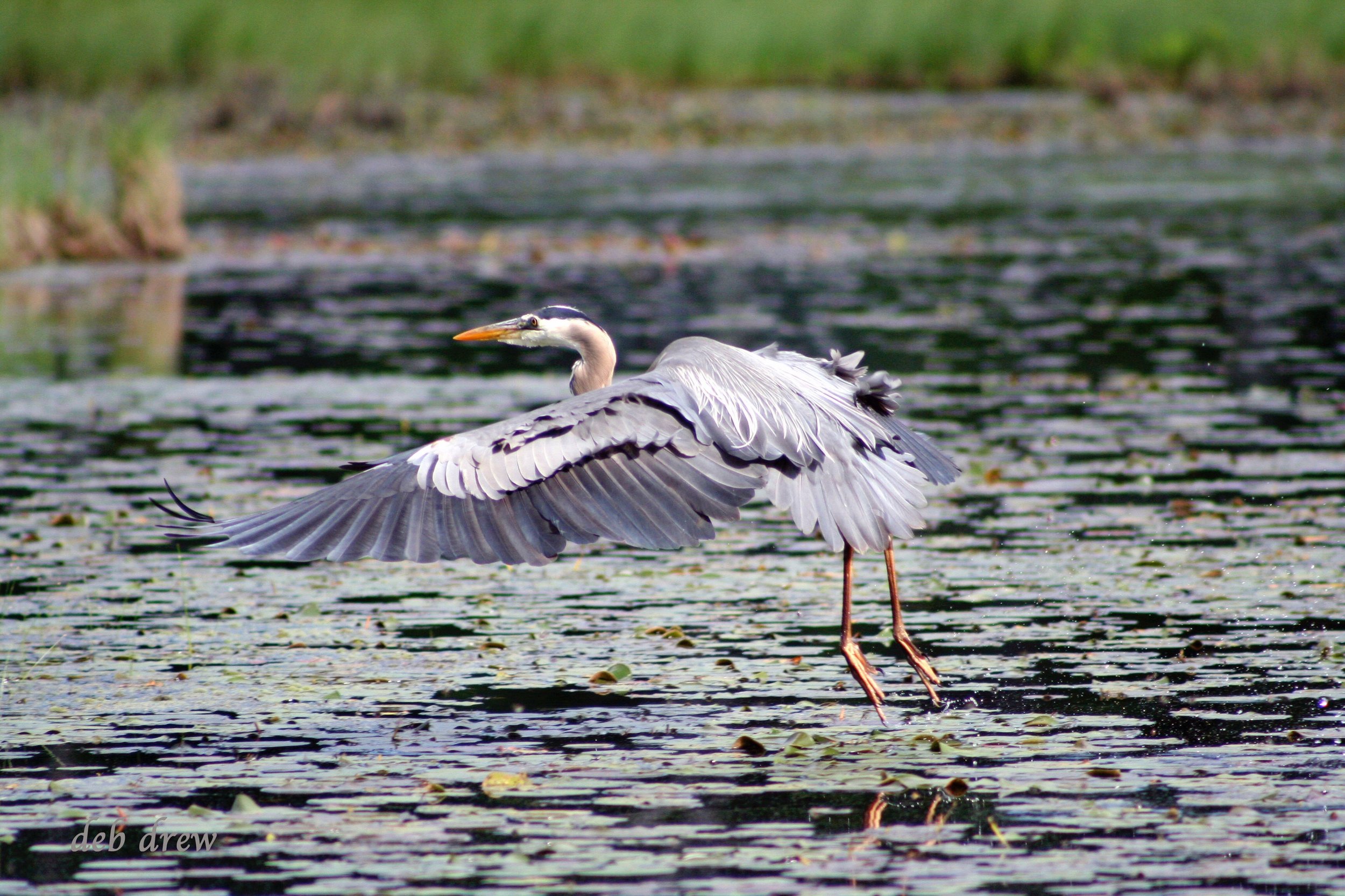 Bird Heron – Version 3.jpg