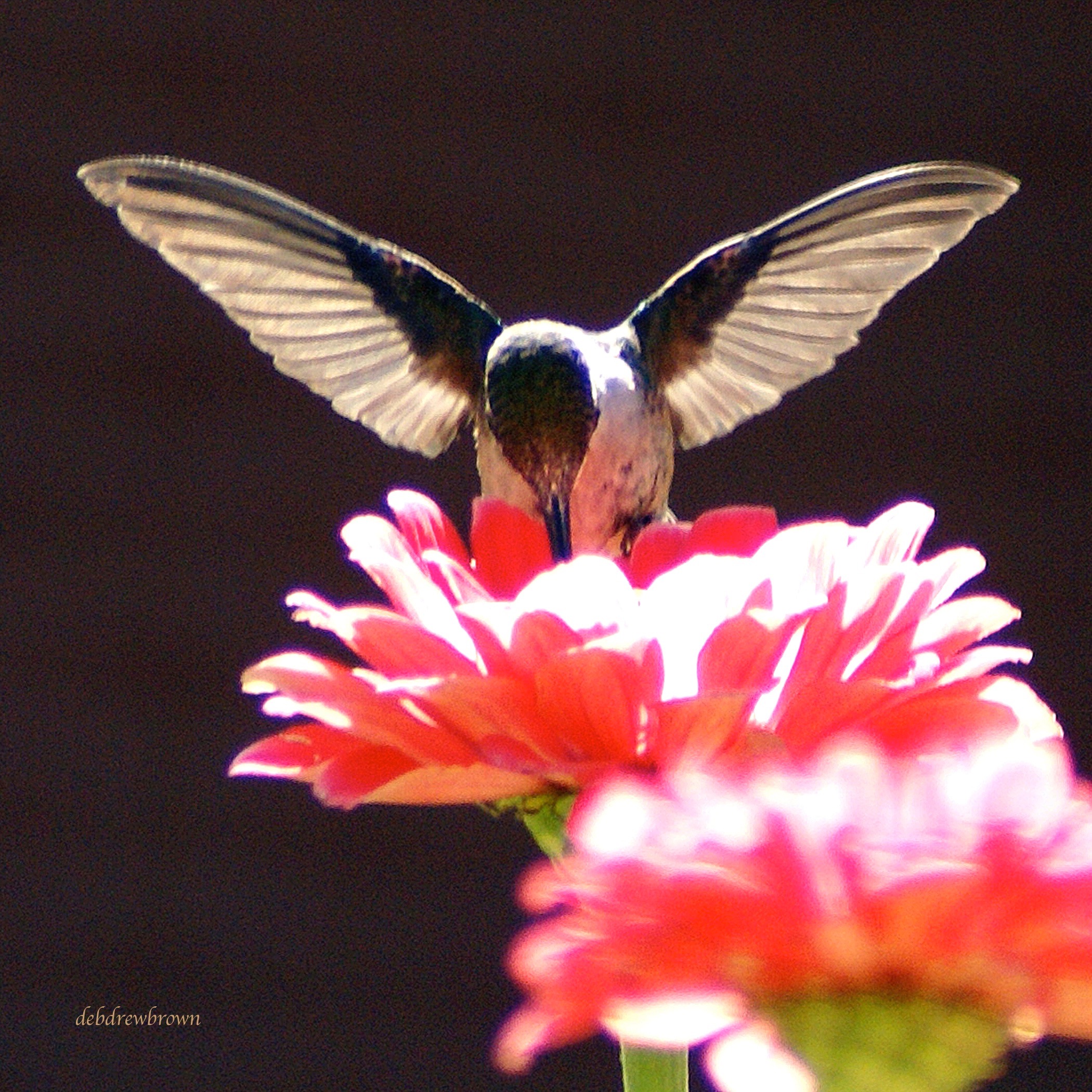 Bird Hummingbird.jpg