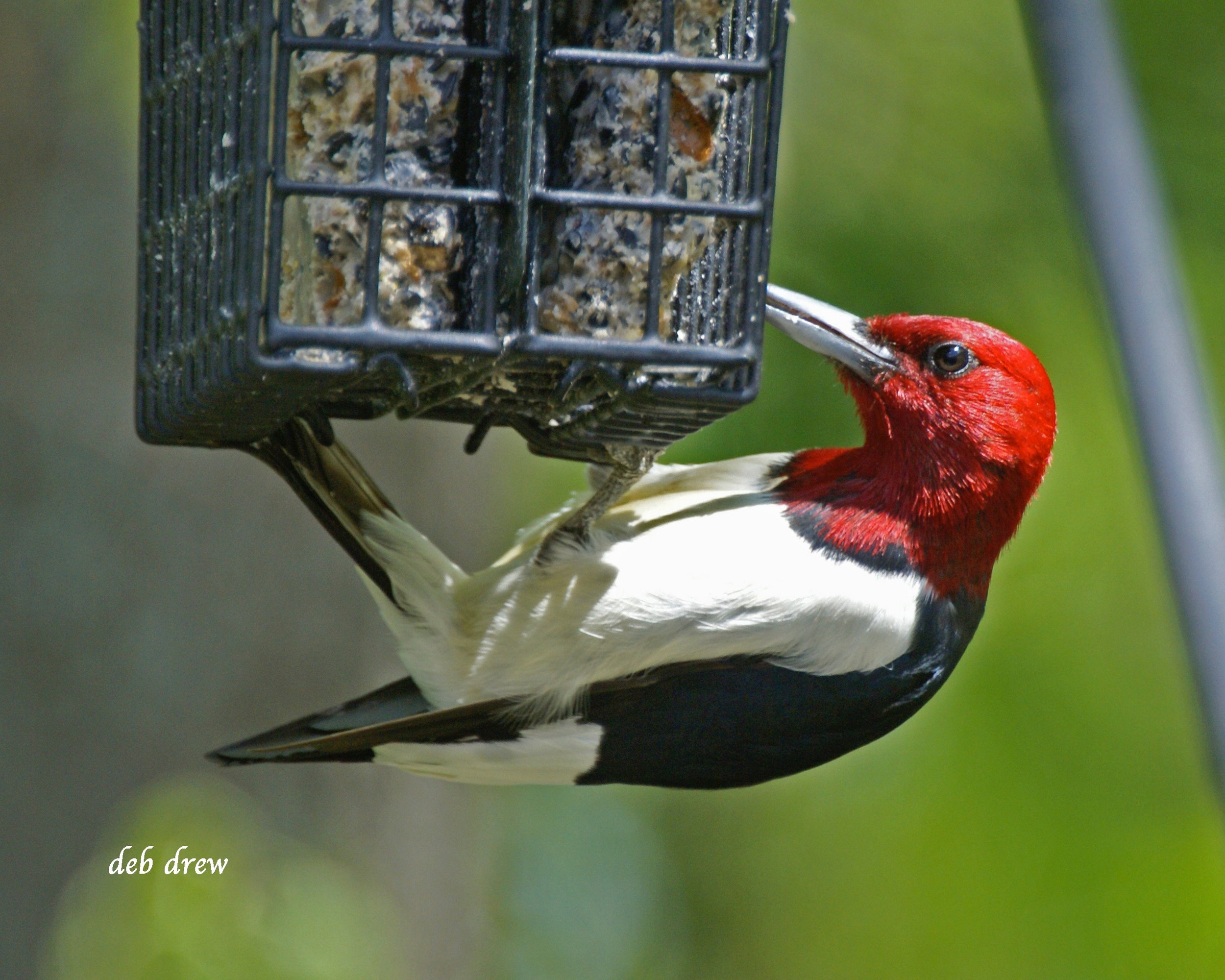 Bird Red-headed woodpecker.jpg