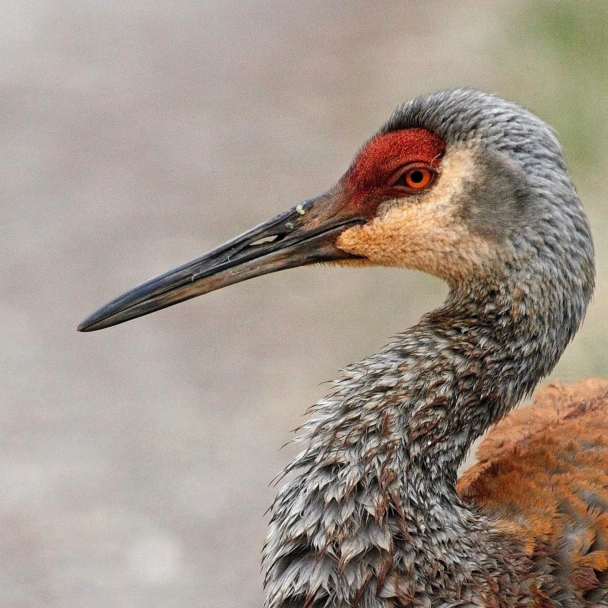 Bird Sandhill Crane.jpg