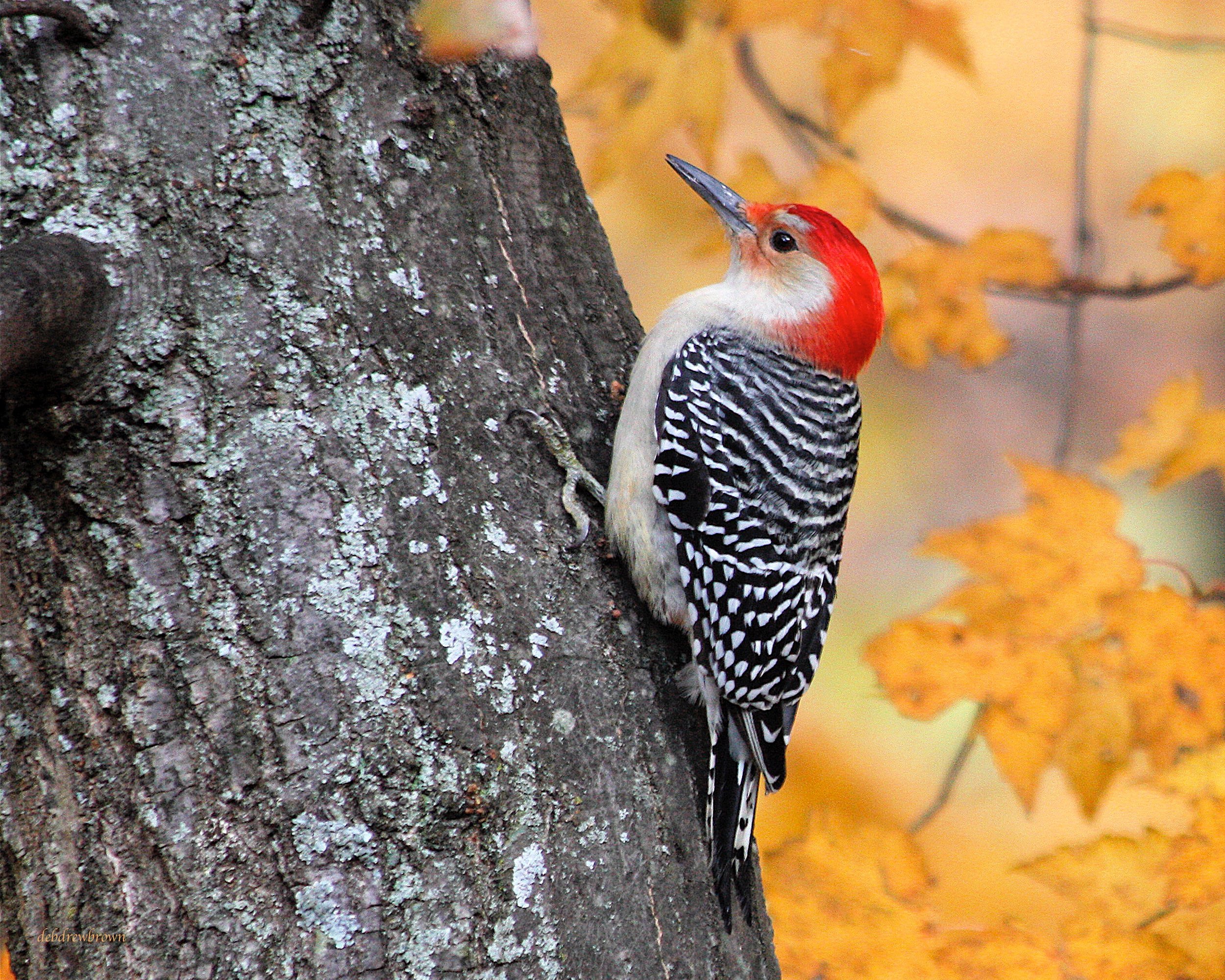 Bird Red-bellied woodpecker.jpg