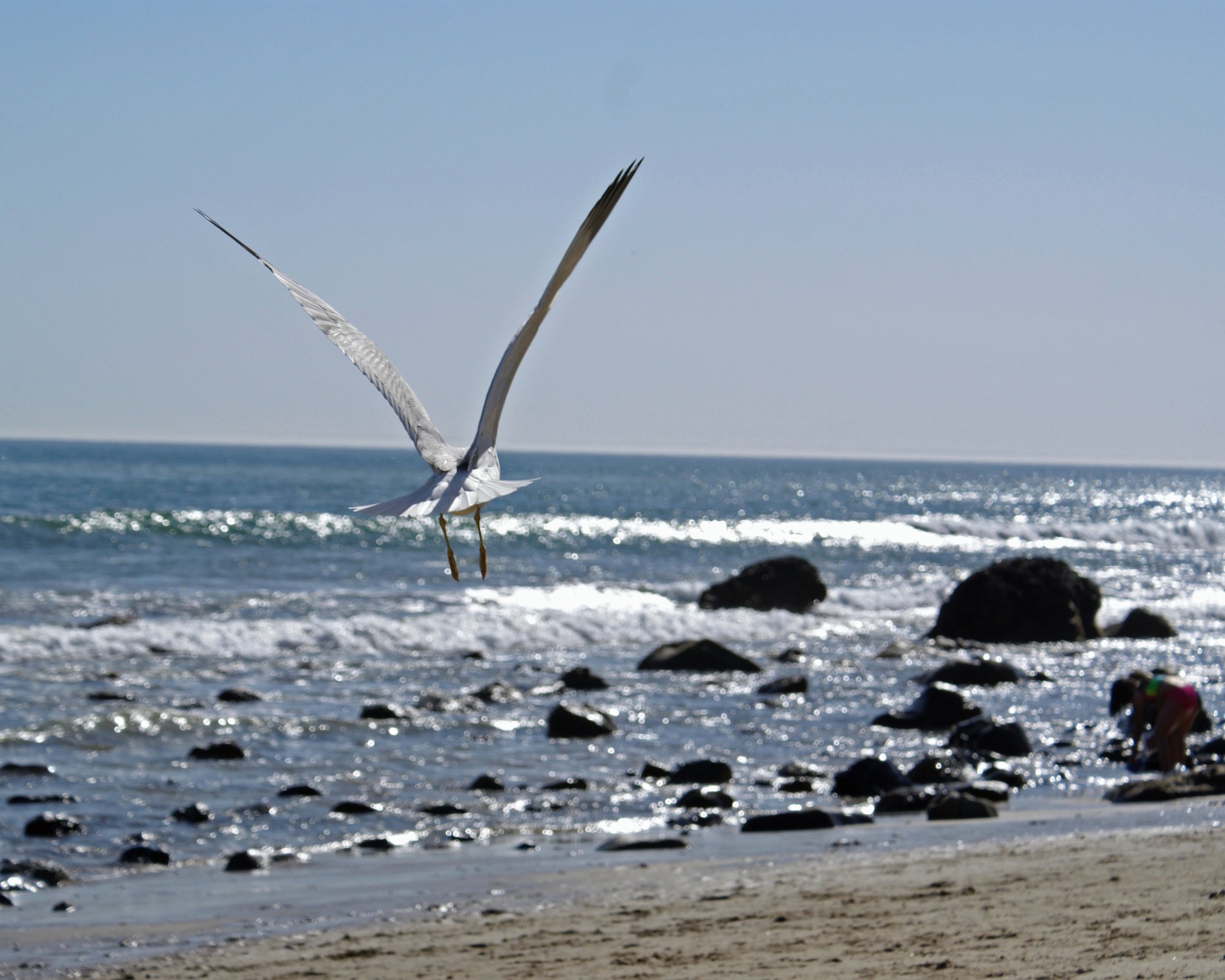 Bird Seagull 1.8MB DSC08989.JPG cropped copy.jpg