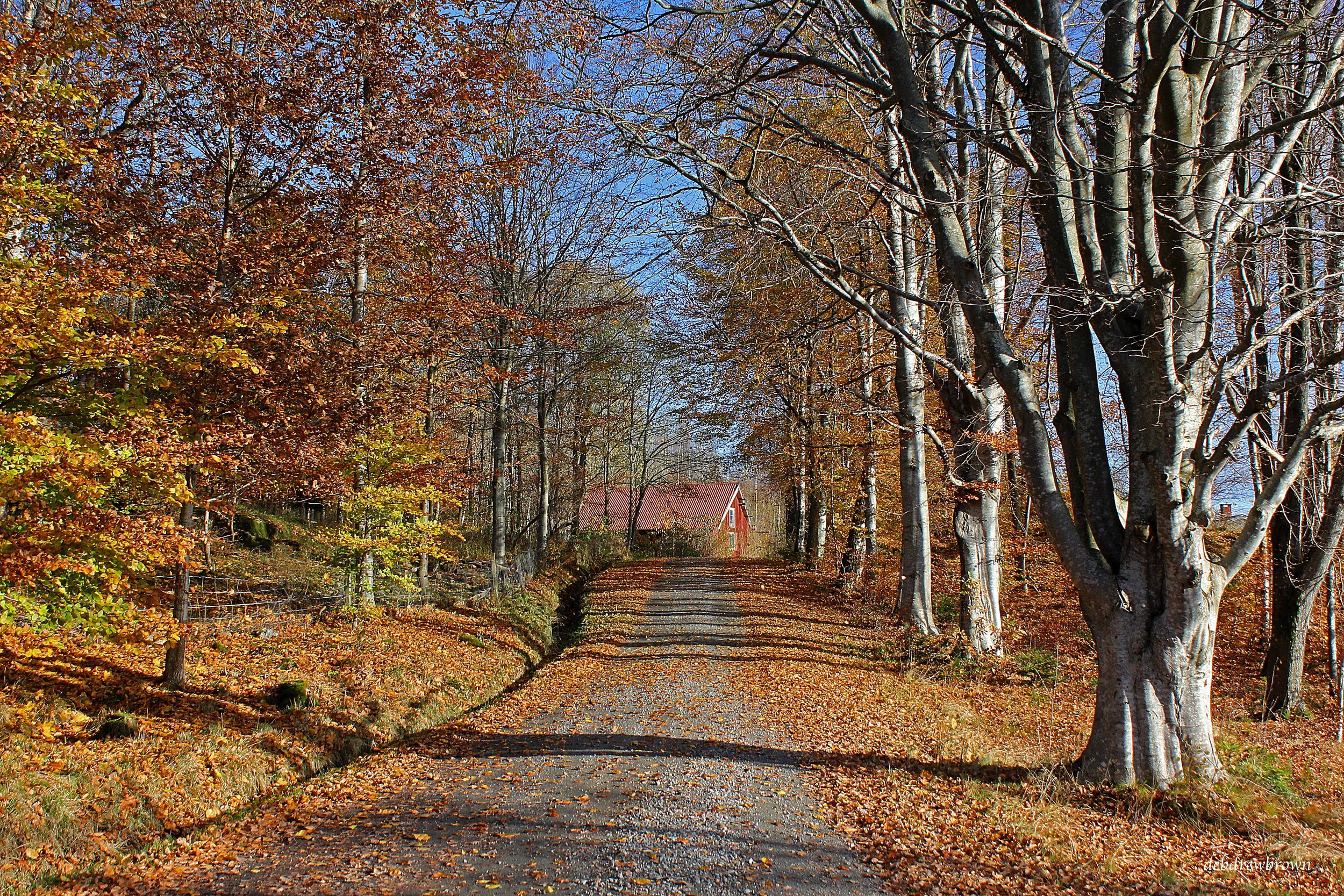 Scenery Fall Sweden Fall 2013 Anselmo Gallery MMAG Swedish country road IMG_0371_edited-1.jpg