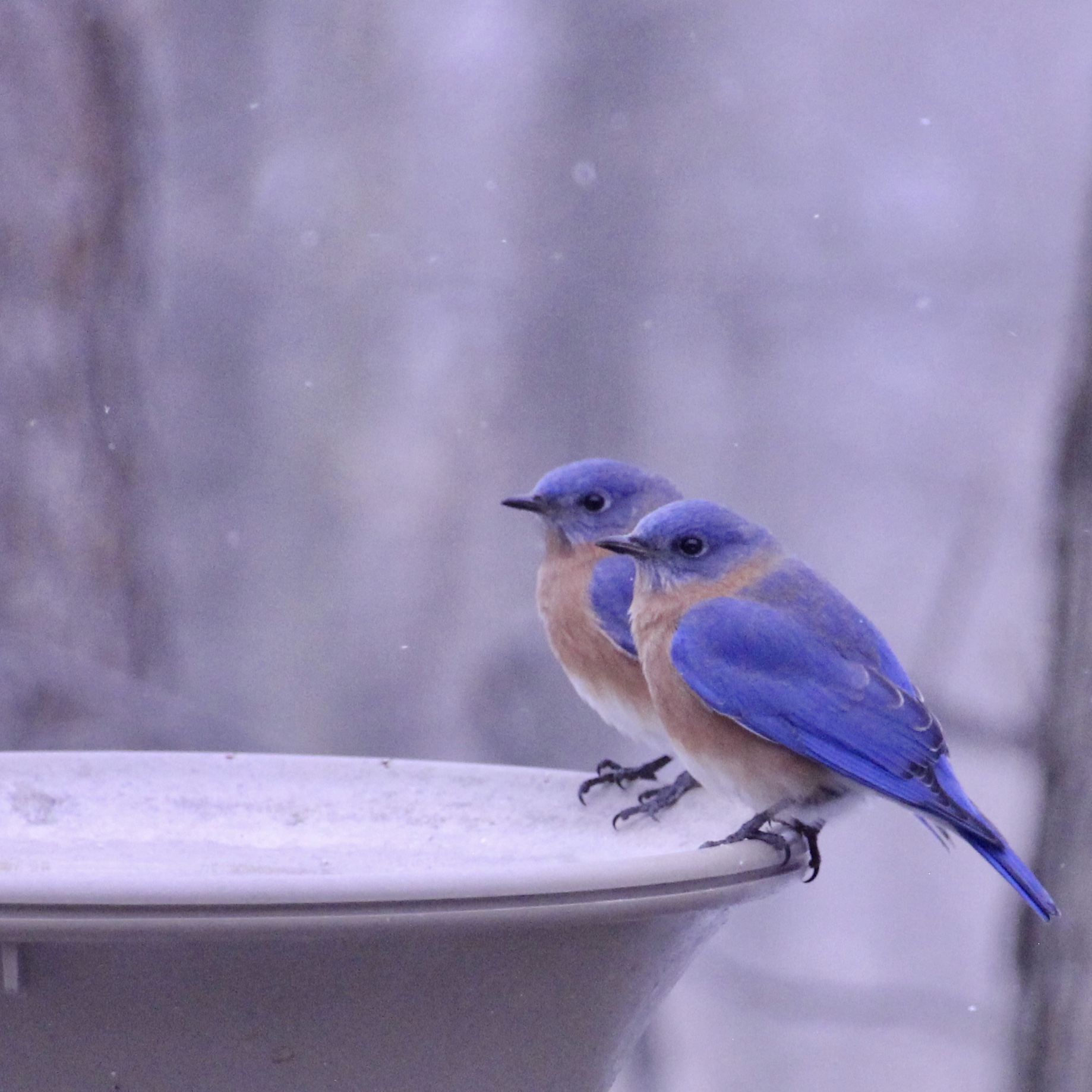 Bluebirds-males