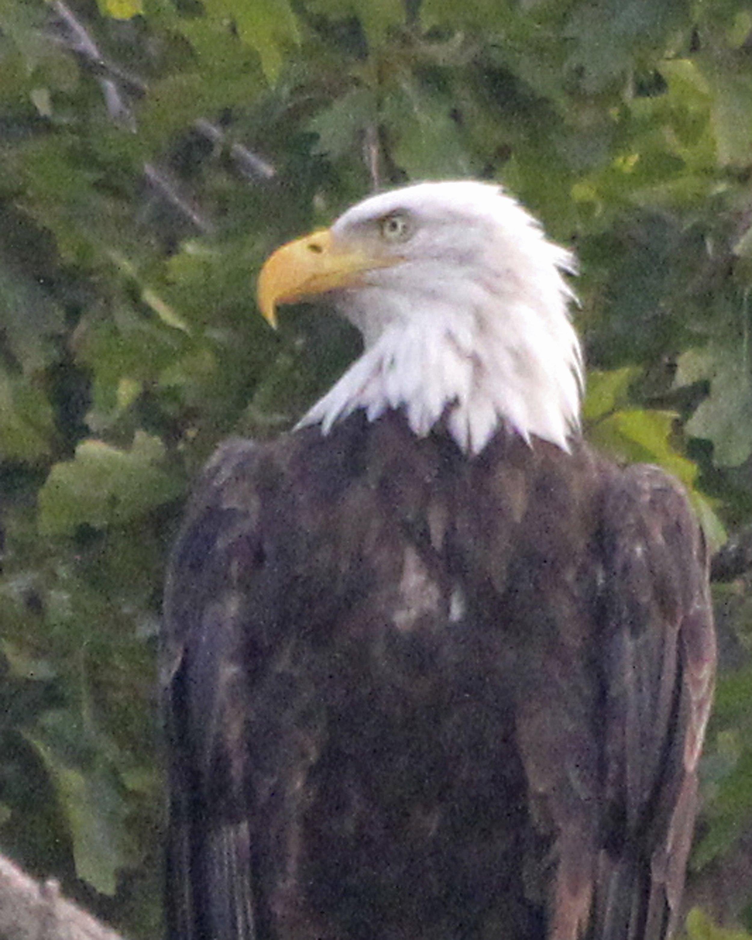 Bald Eagle