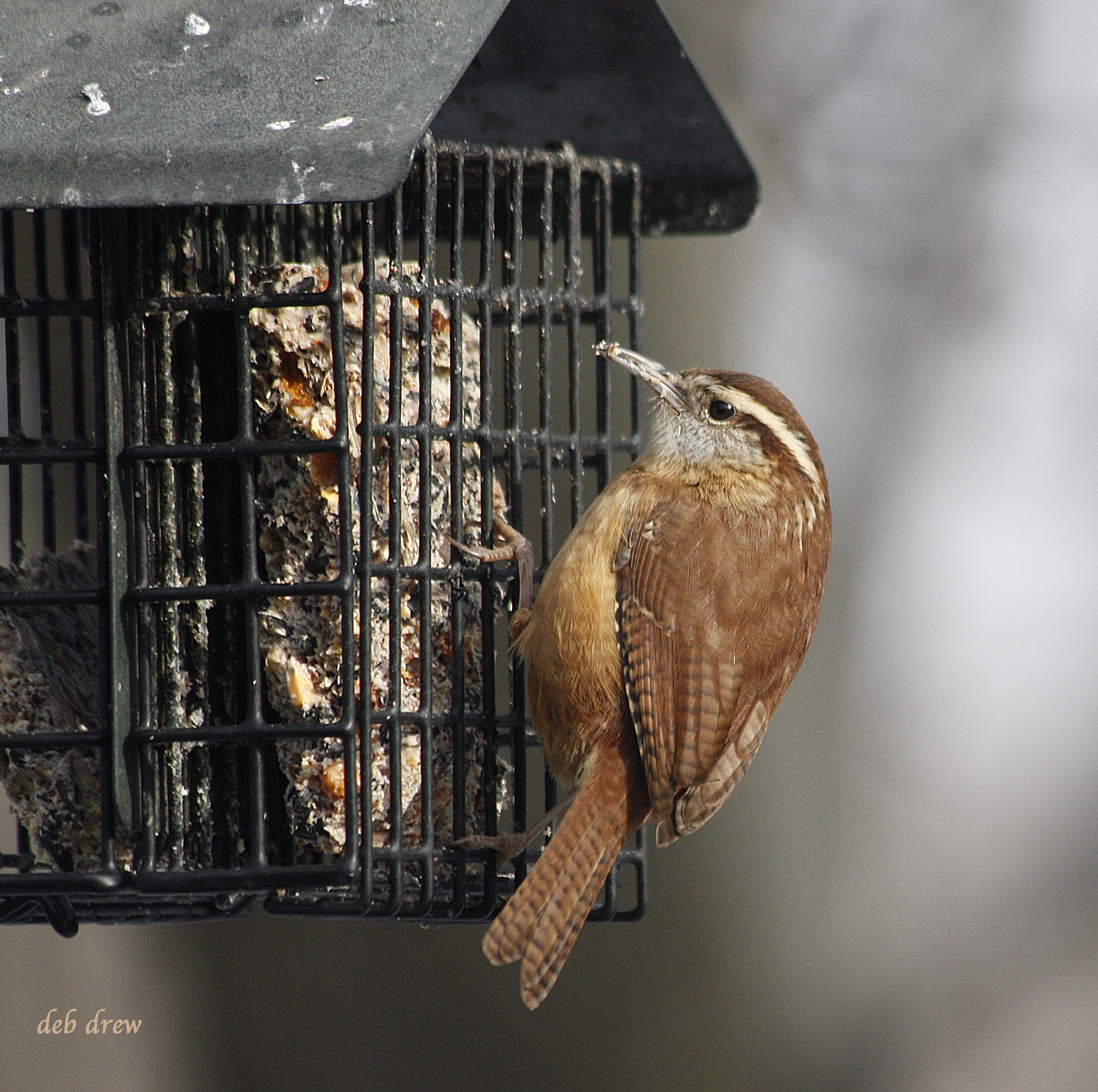 Carolina Wren