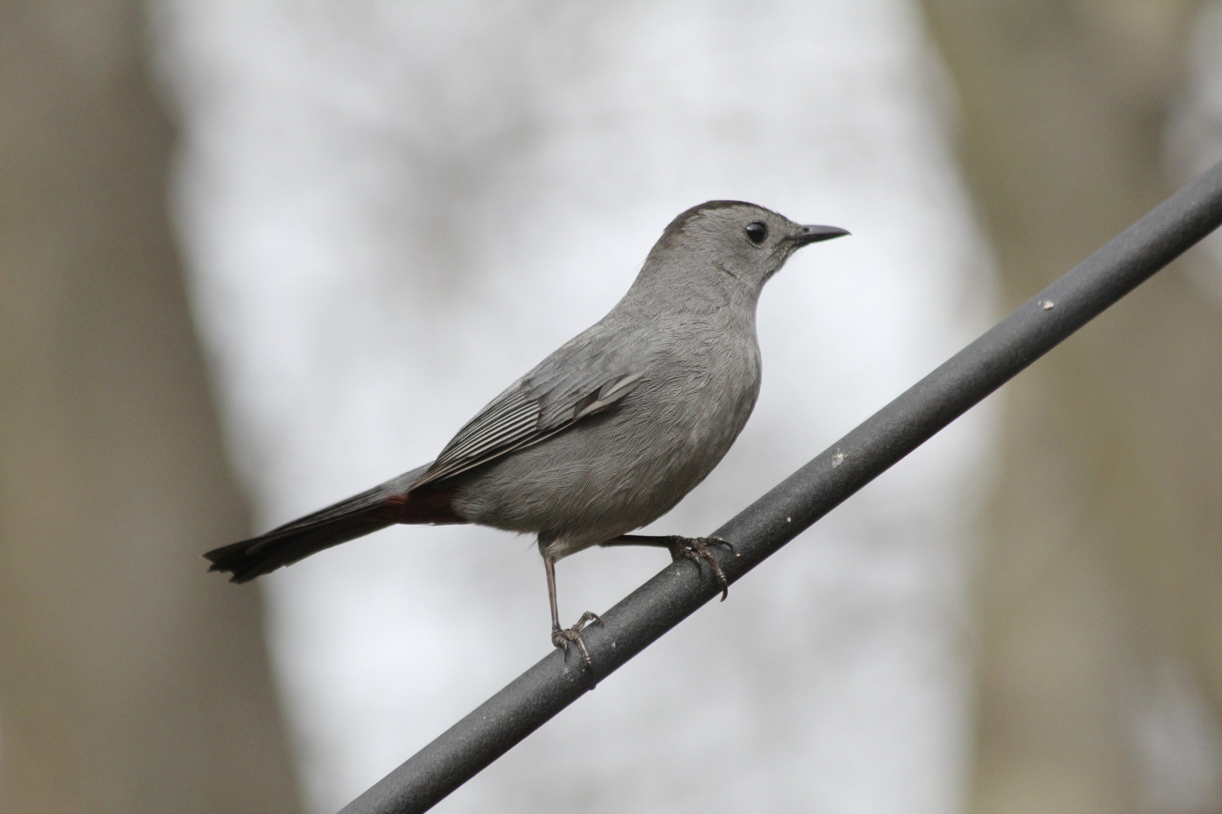 Catbird