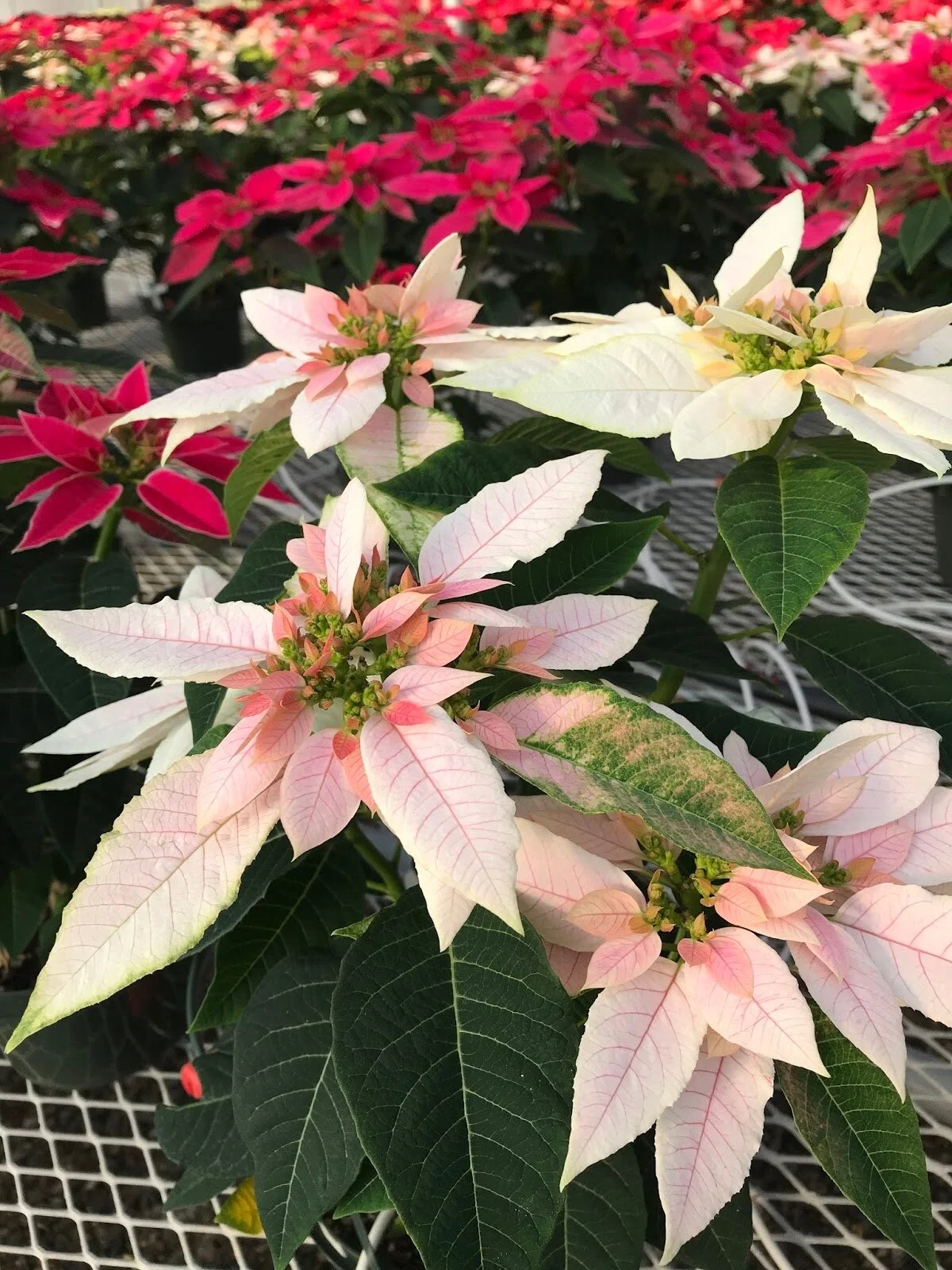 Poinsettias Fundraiser 50/50 Split