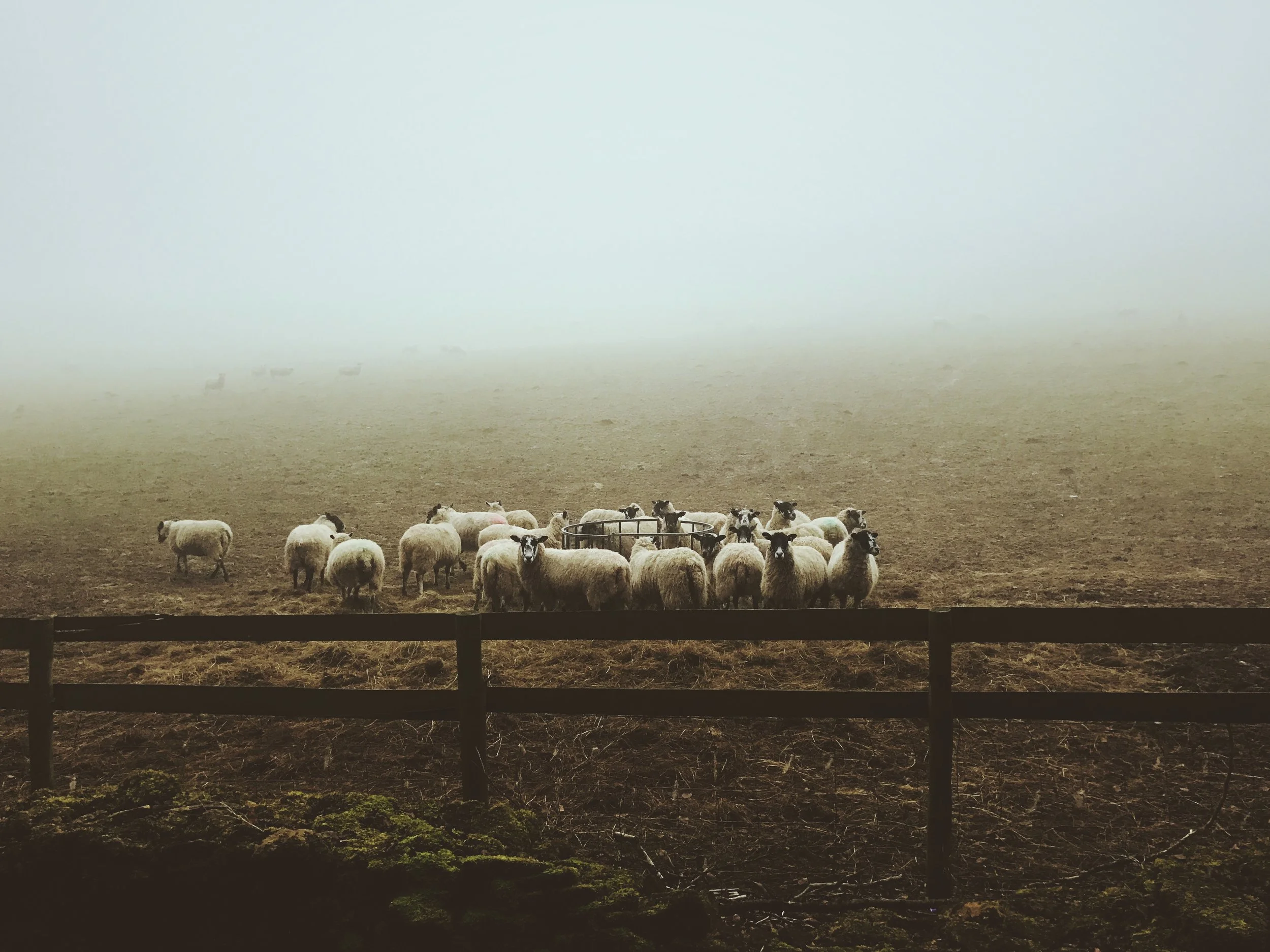 21-Day Fast: Day 13 - The Flock (Sheep in the Pasture)