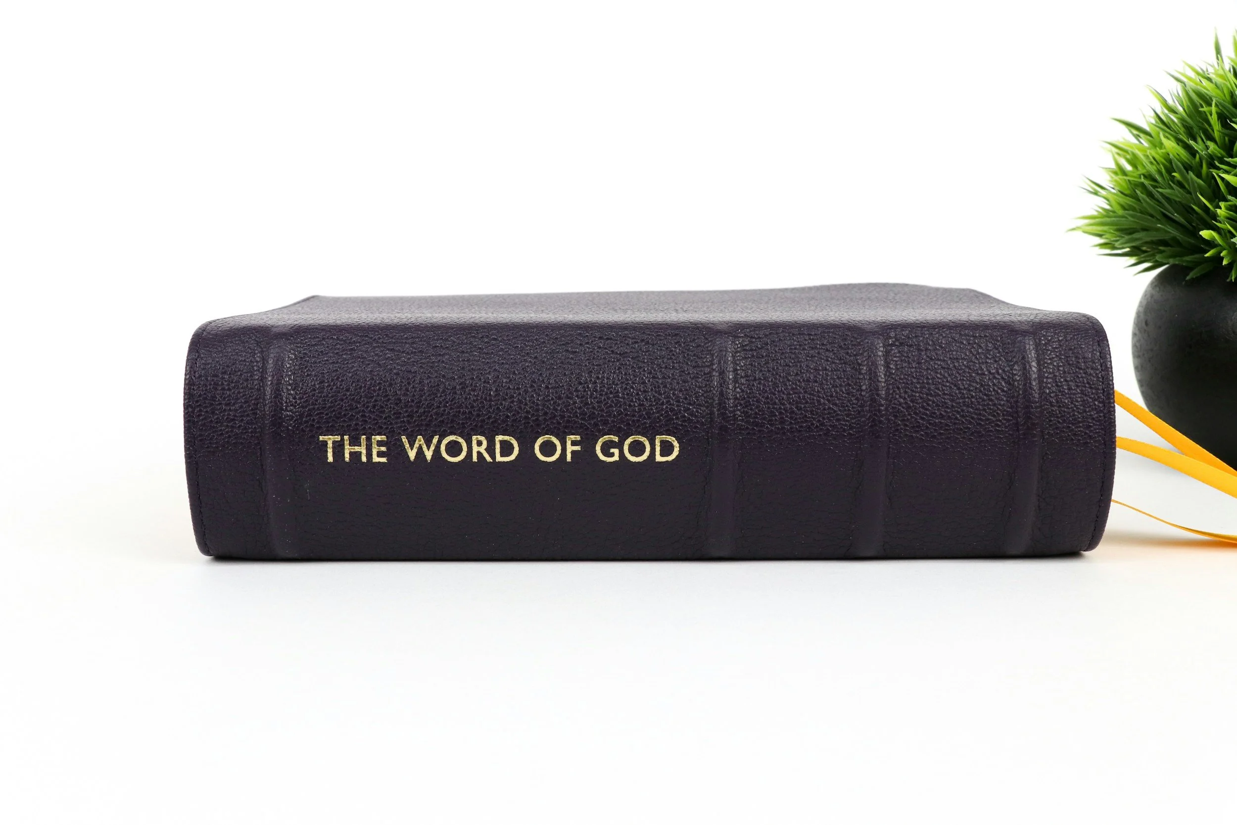 Day 7: Falling in Love with the Word of God