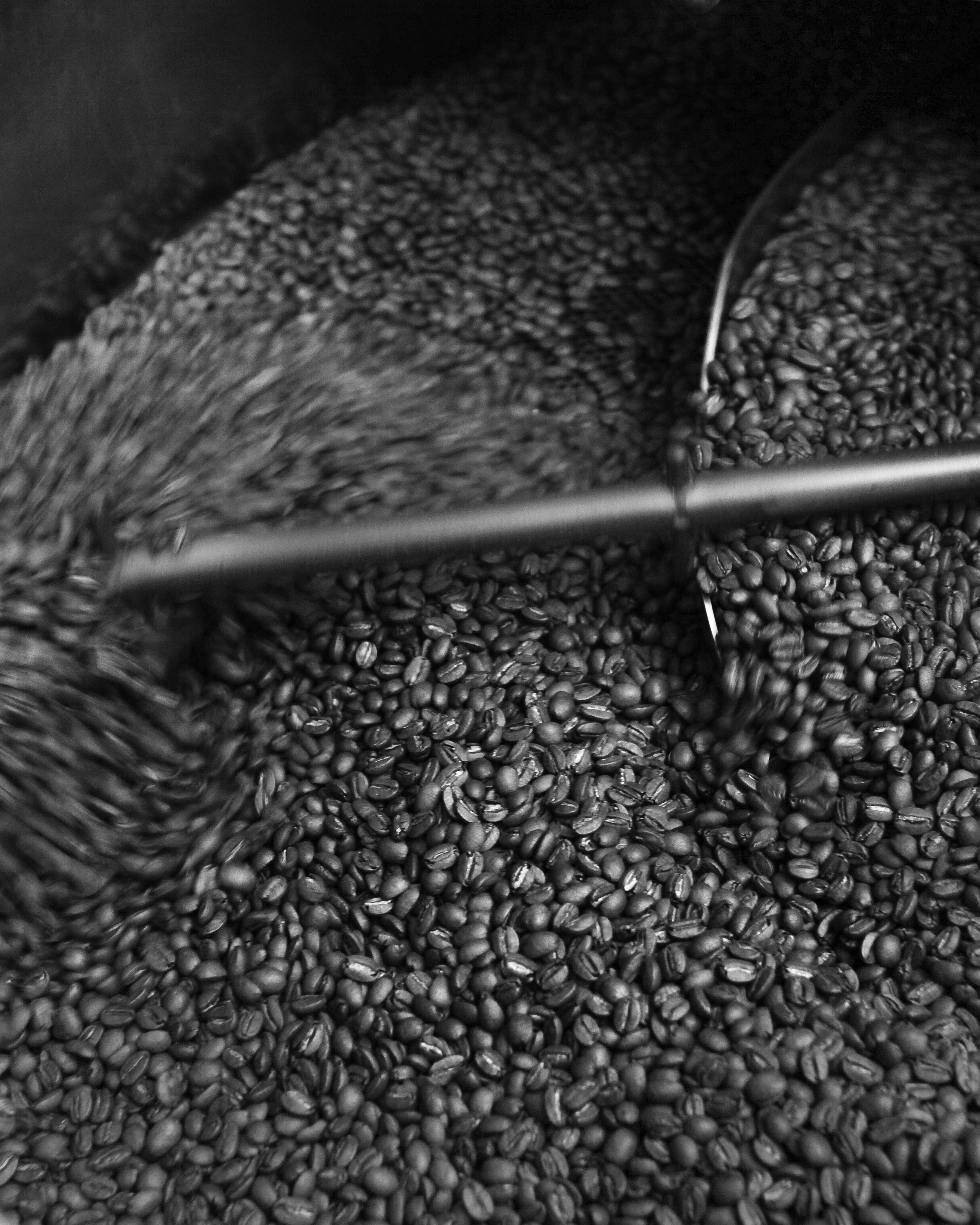 Freshly roasted beans cooling in a coffee roaster’s cooling tray, seen from above