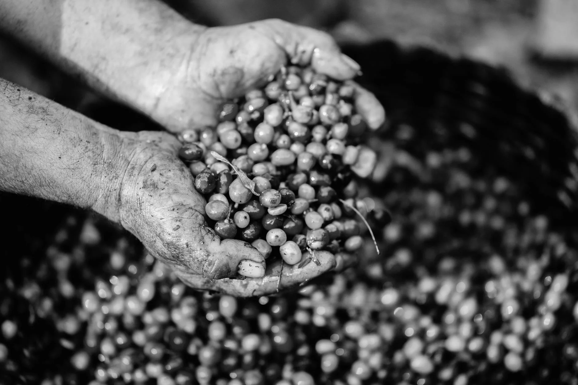Hands holding coffee cherries
