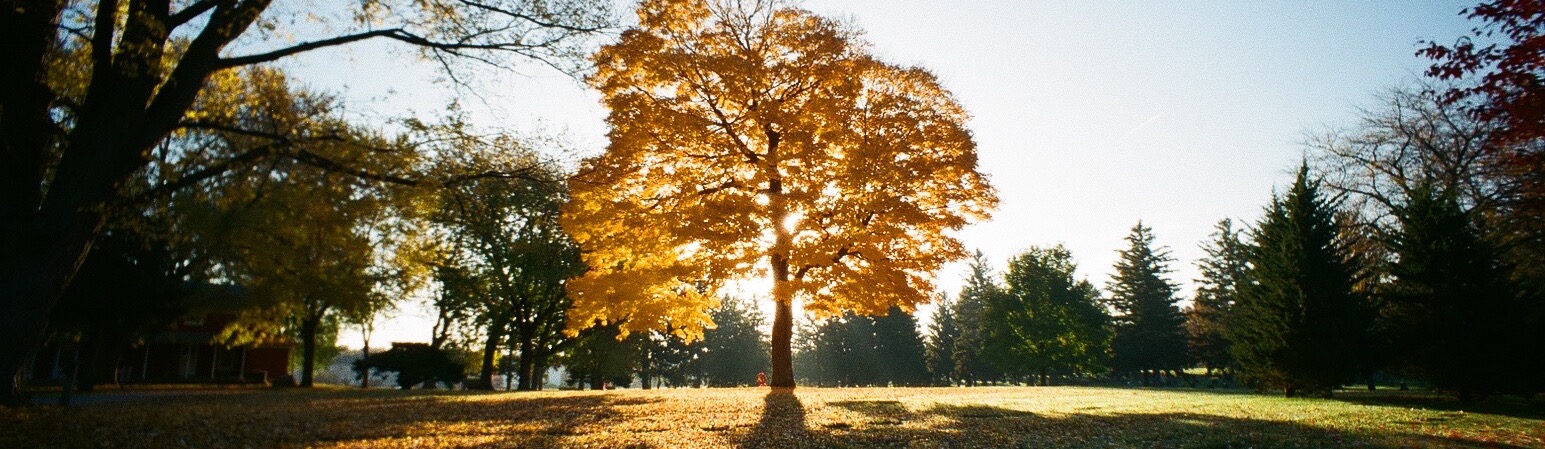 super epic yellow tree cropped.jpeg