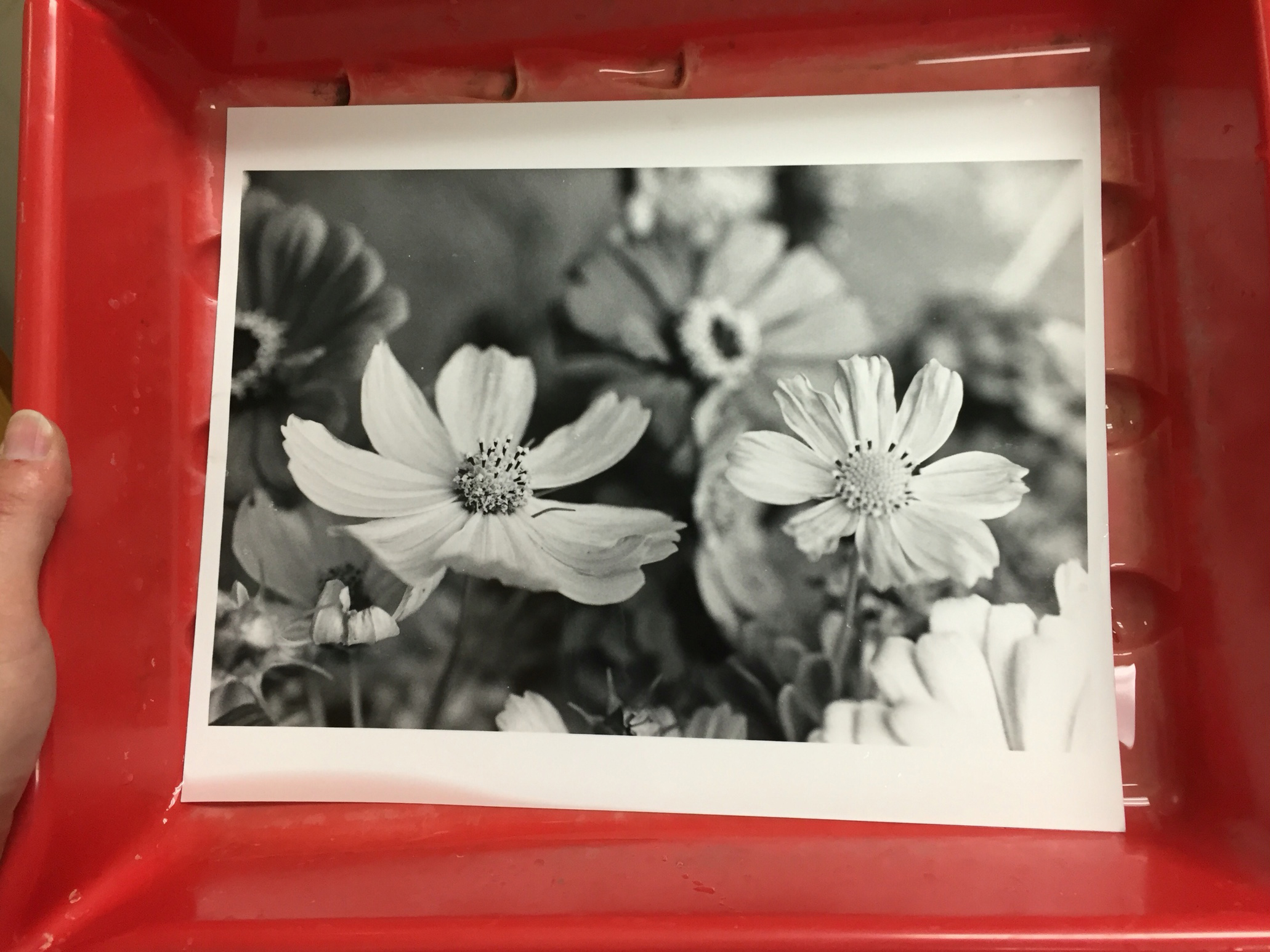 A fresh darkroom print