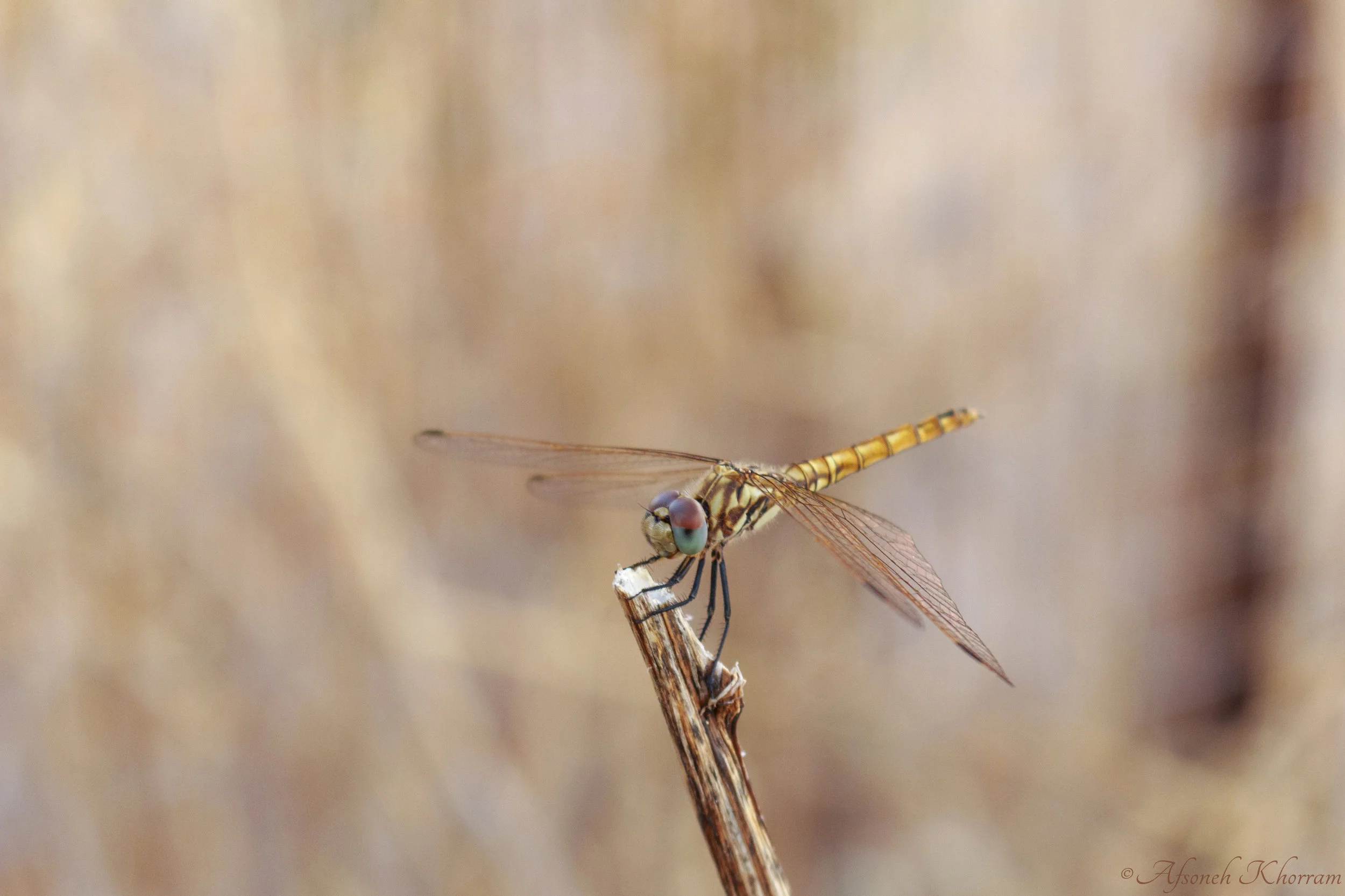 Golden Dragonfly